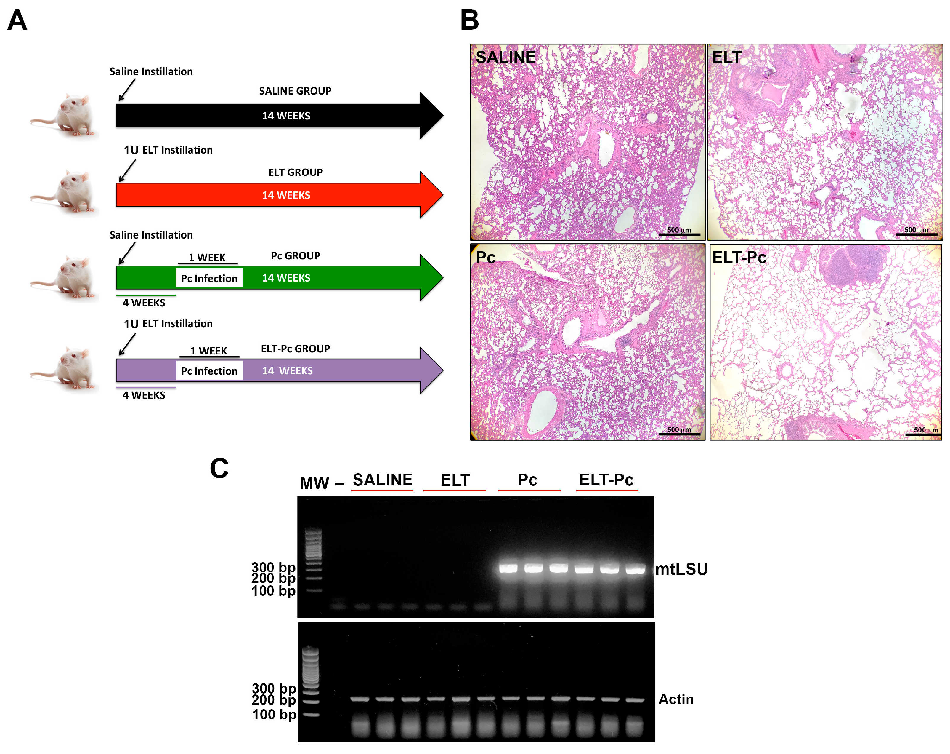 Jof 09 00452 g001 Jof 09 00452 g001