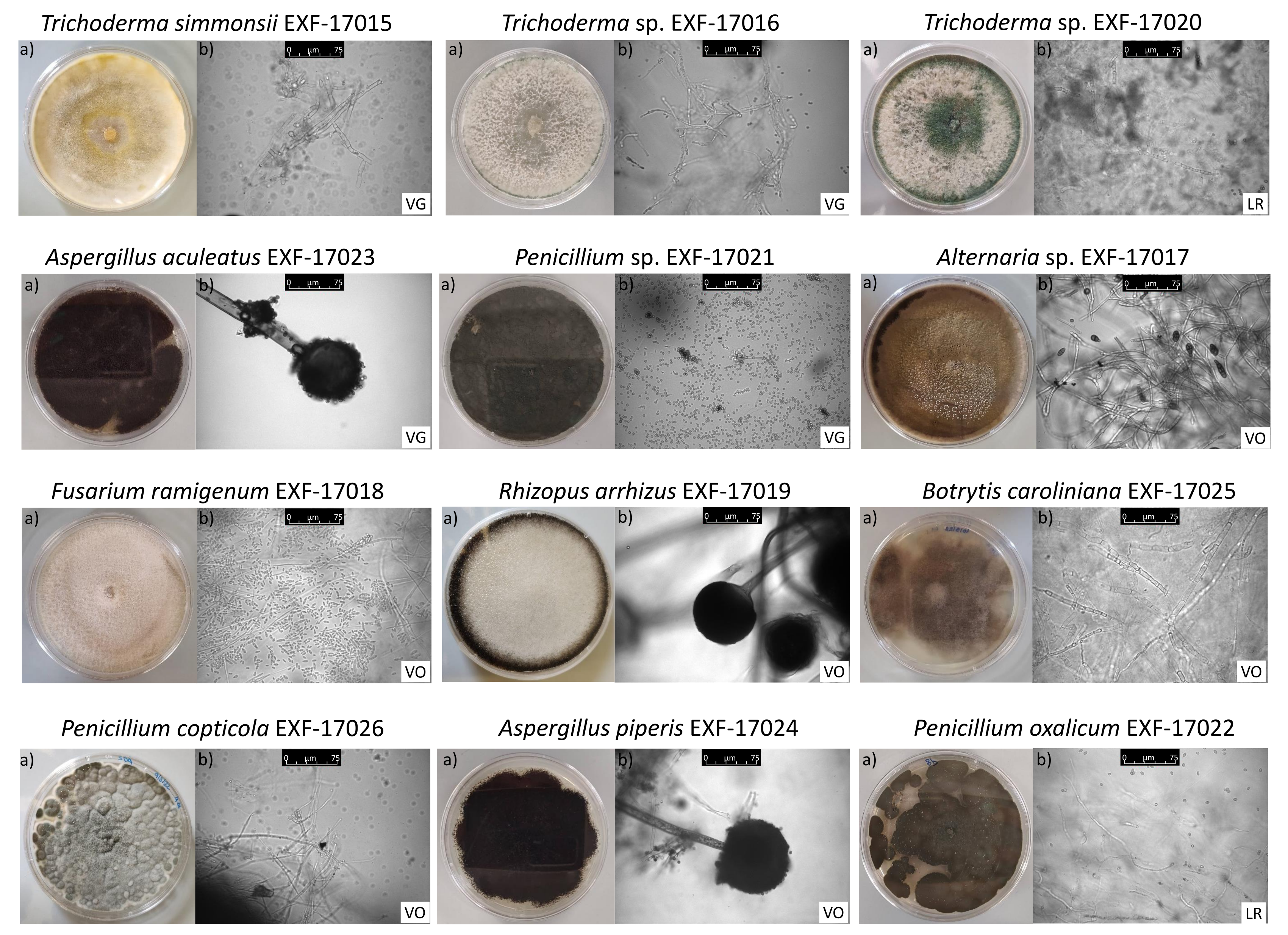 Jof 09 00461 g001 Jof 09 00461 g001