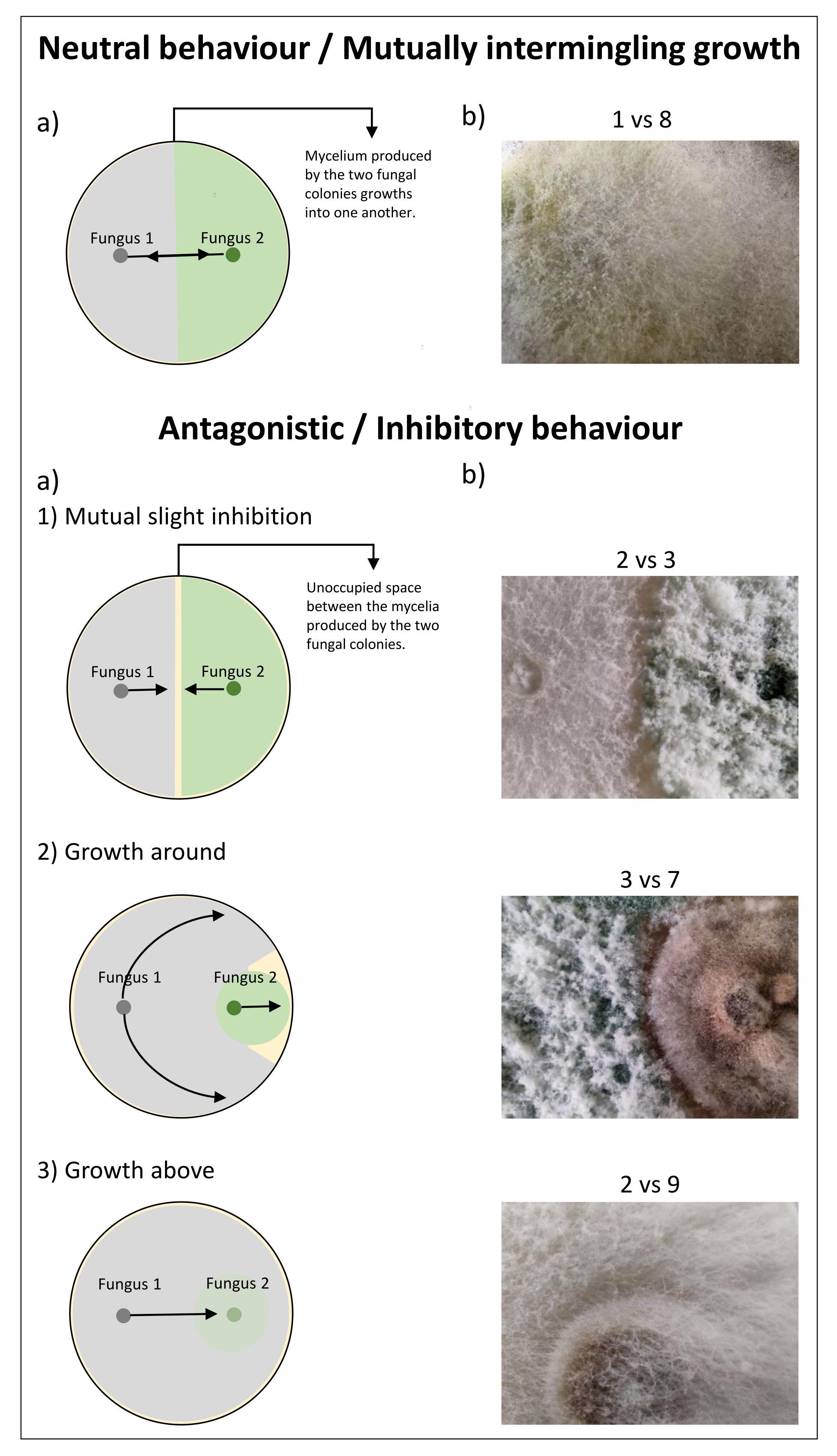 Jof 09 00461 g003 Jof 09 00461 g003