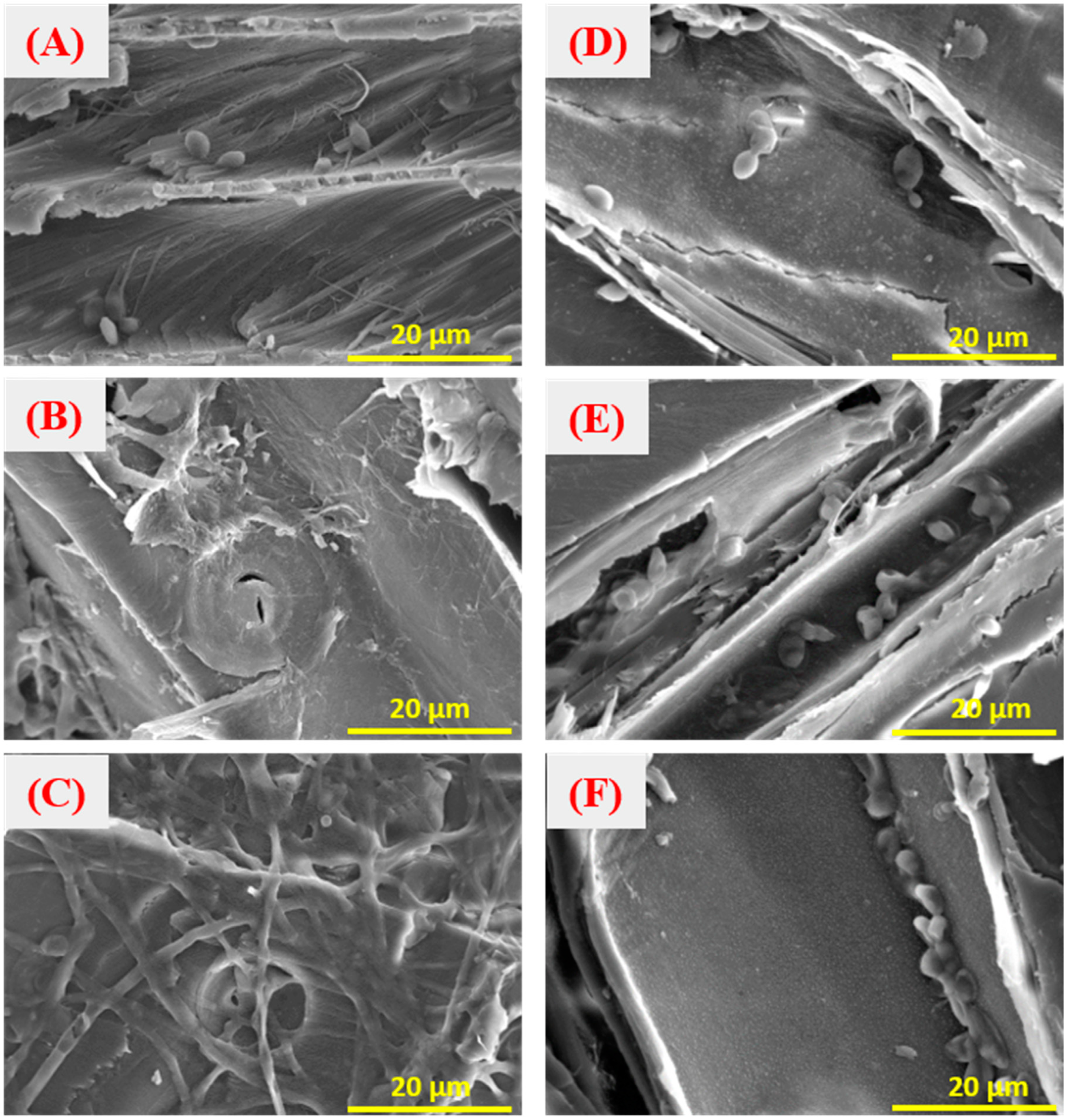 Jof 09 00469 g002 Jof 09 00469 g002