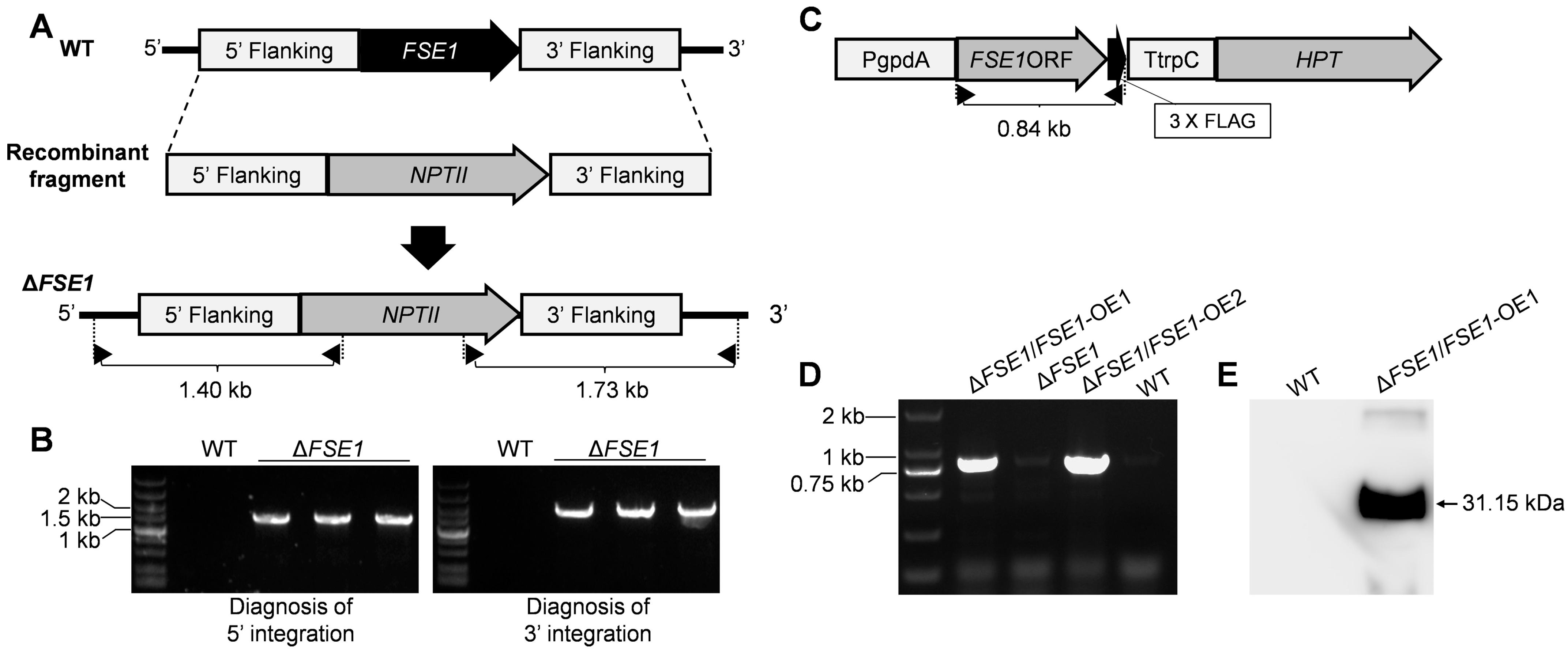 Jof 09 00472 g001 Jof 09 00472 g001