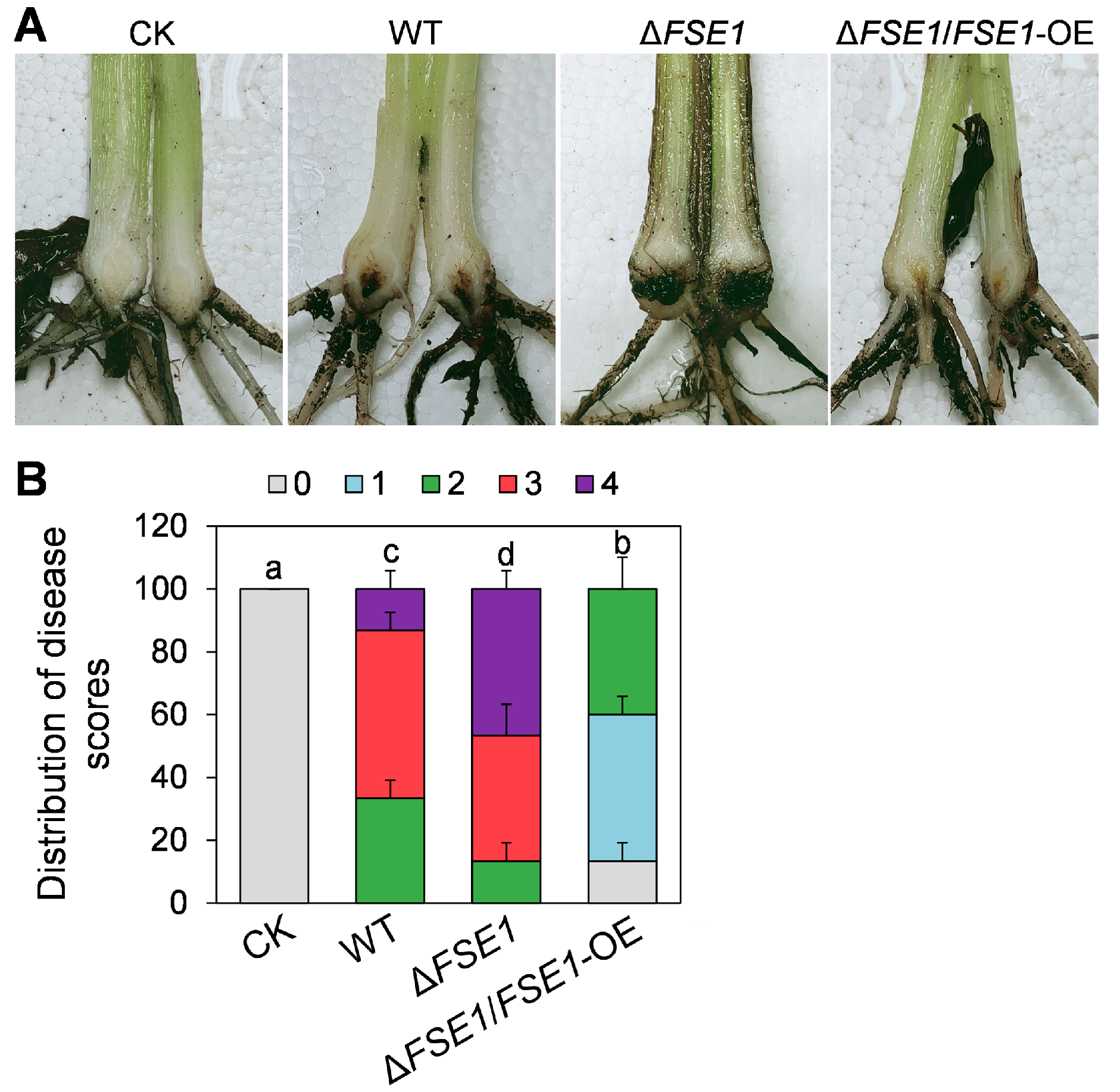 Jof 09 00472 g003 Jof 09 00472 g003