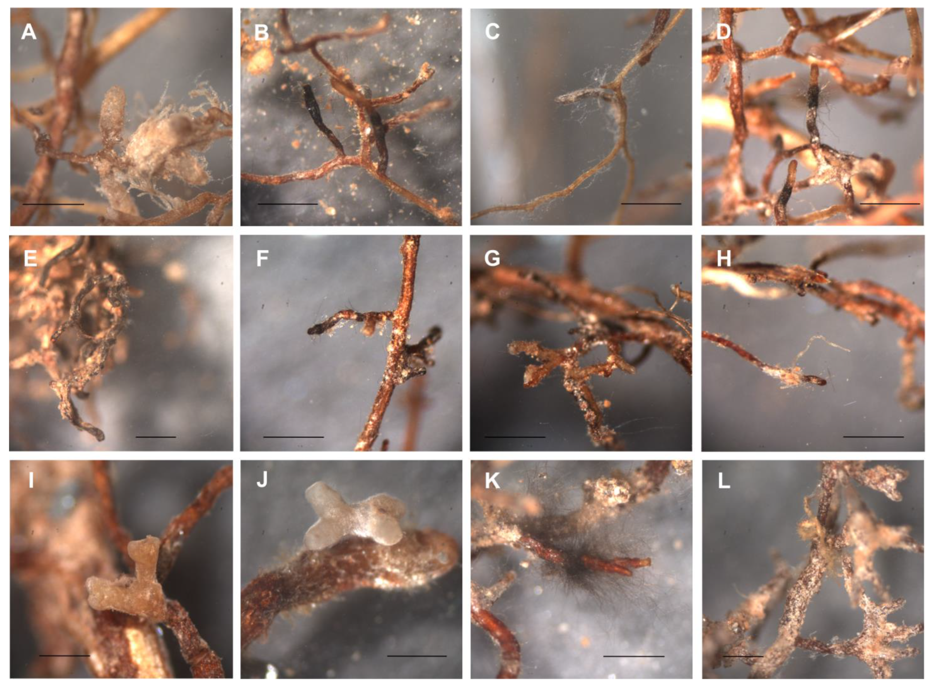 Jof 09 00483 g002 Jof 09 00483 g002