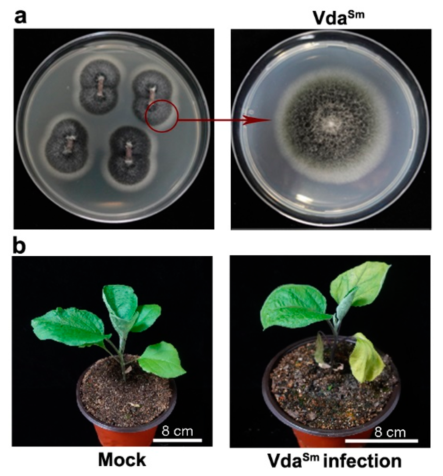 Jof 09 00484 g001 Jof 09 00484 g001