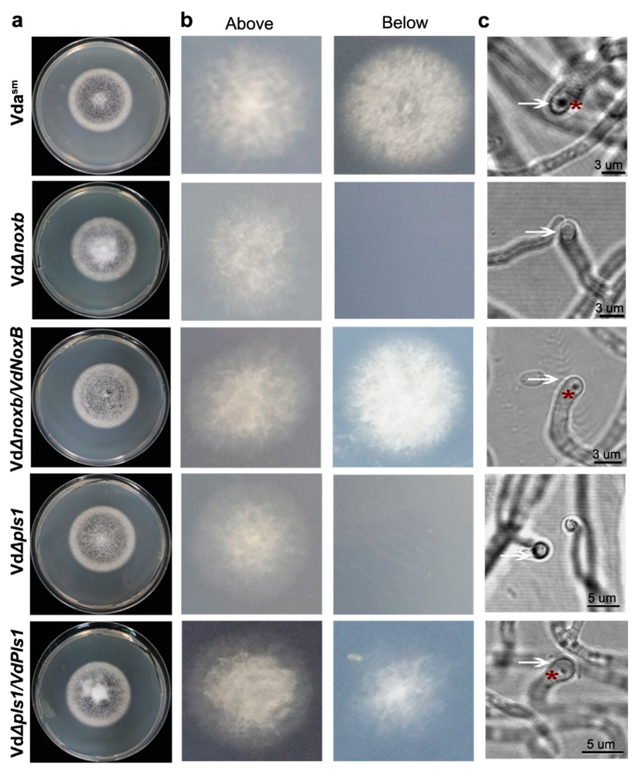 Jof 09 00484 g004 Jof 09 00484 g004