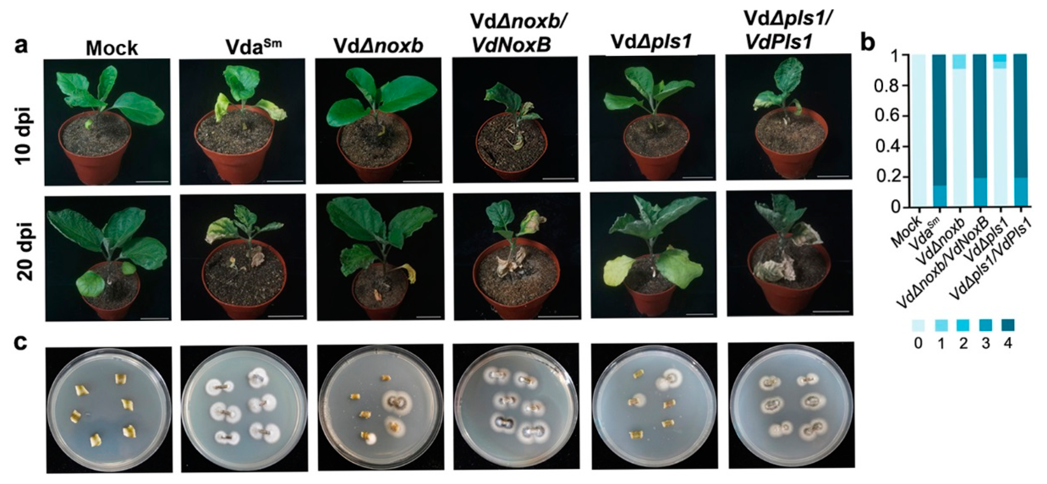 Jof 09 00484 g005 Jof 09 00484 g005