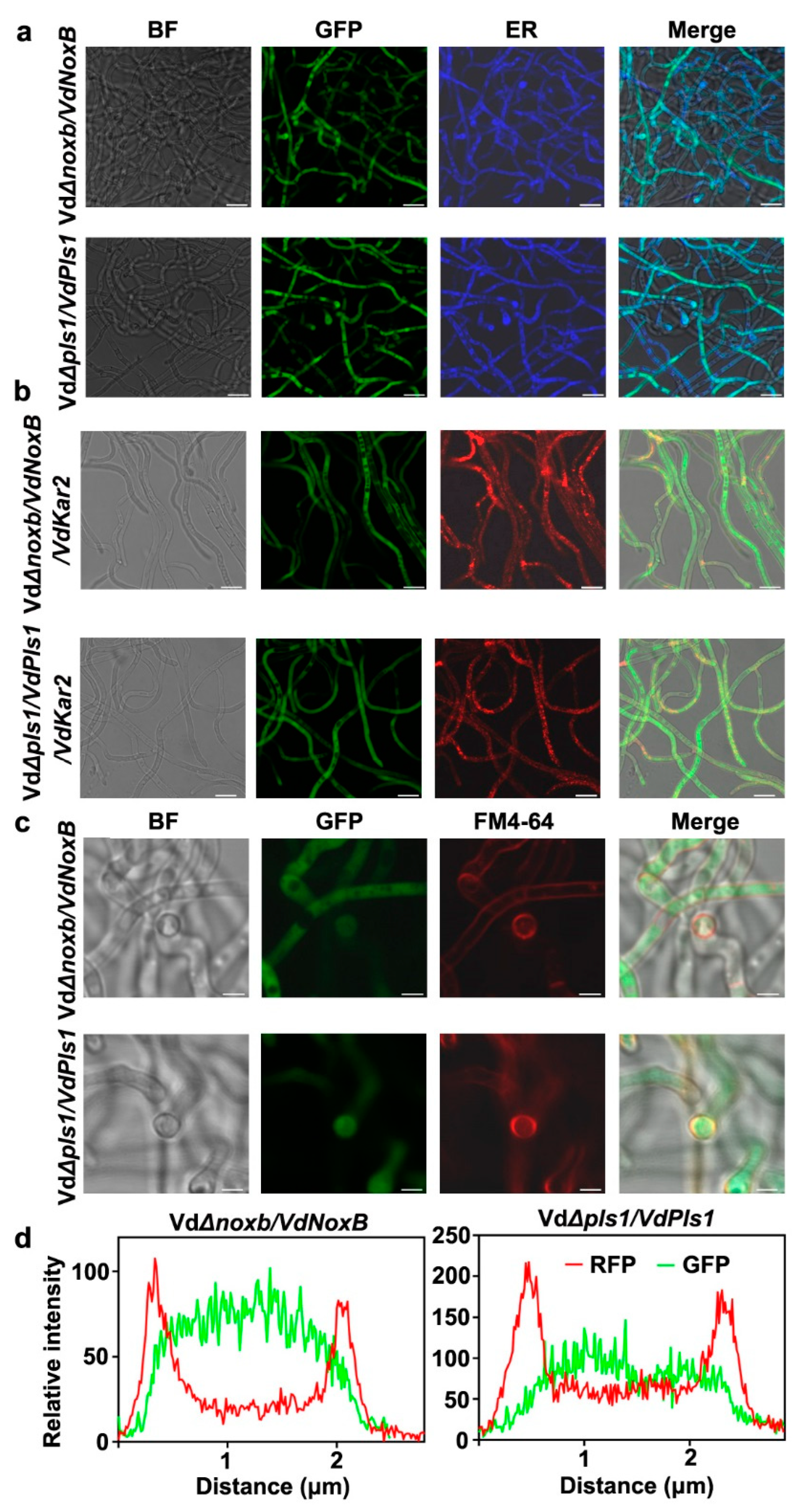 Jof 09 00484 g006 Jof 09 00484 g006