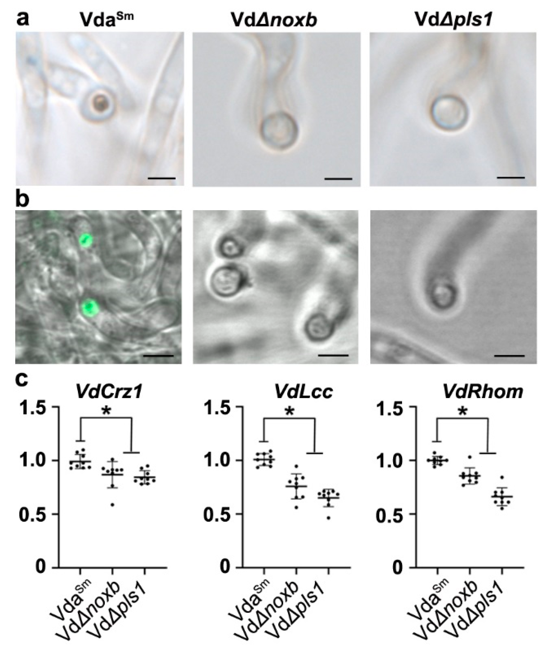 Jof 09 00484 g007 Jof 09 00484 g007