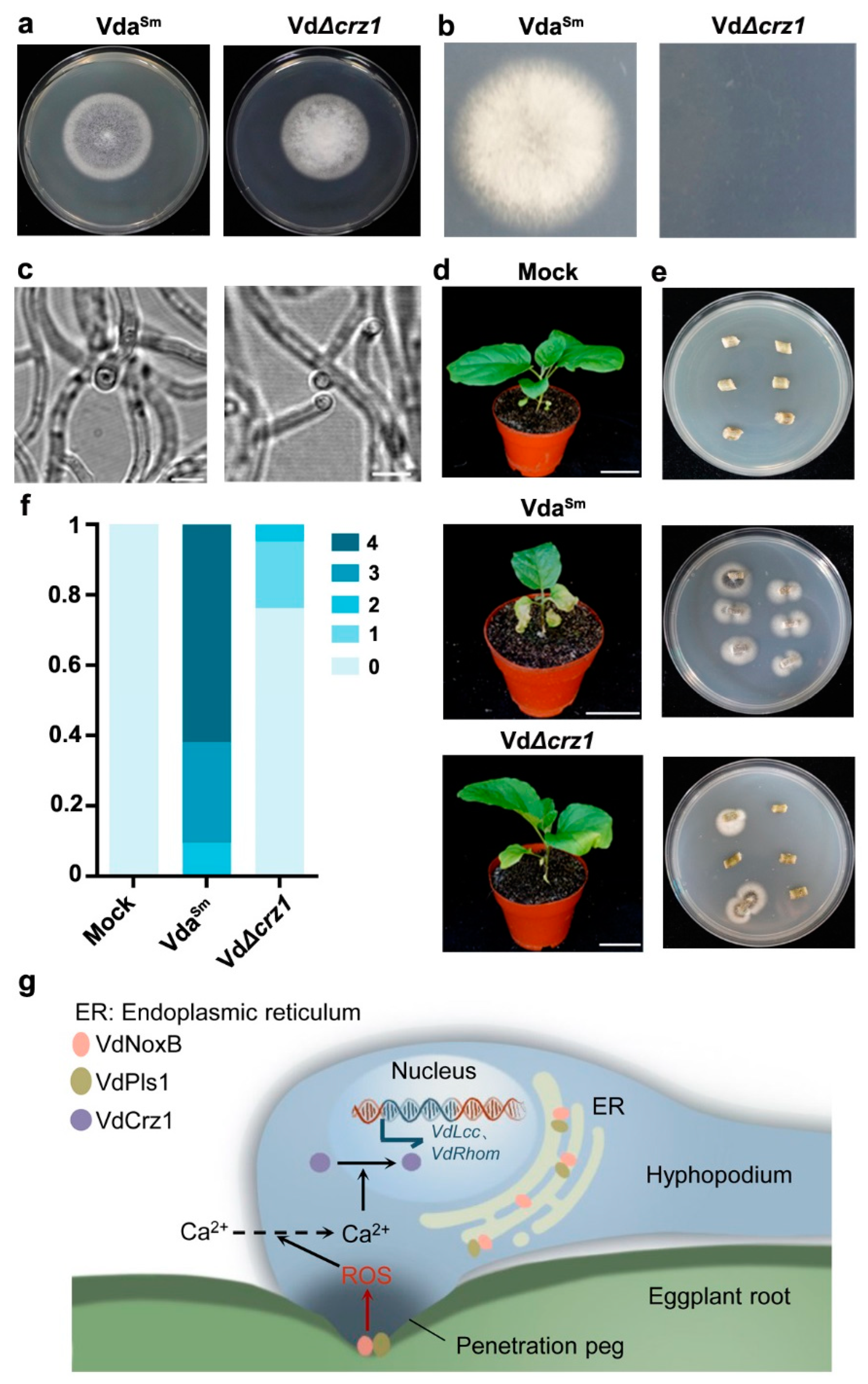 Jof 09 00484 g008 Jof 09 00484 g008