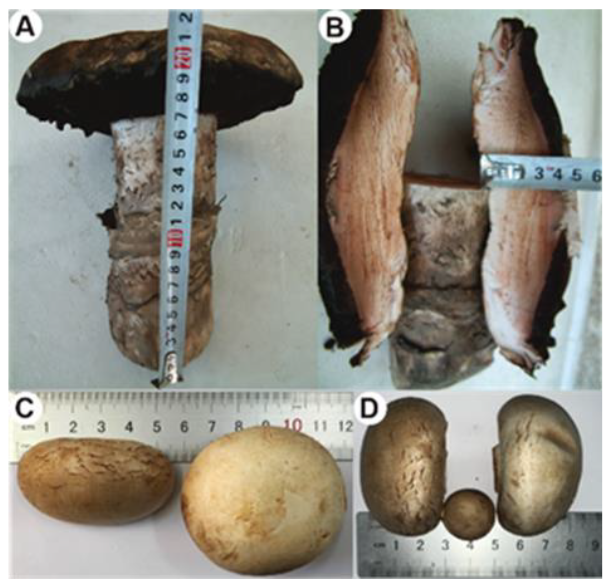The First Whole Genome Sequencing of Agaricus bitorquis and The First Whole Genome Sequencing of Agaricus bitorquis and