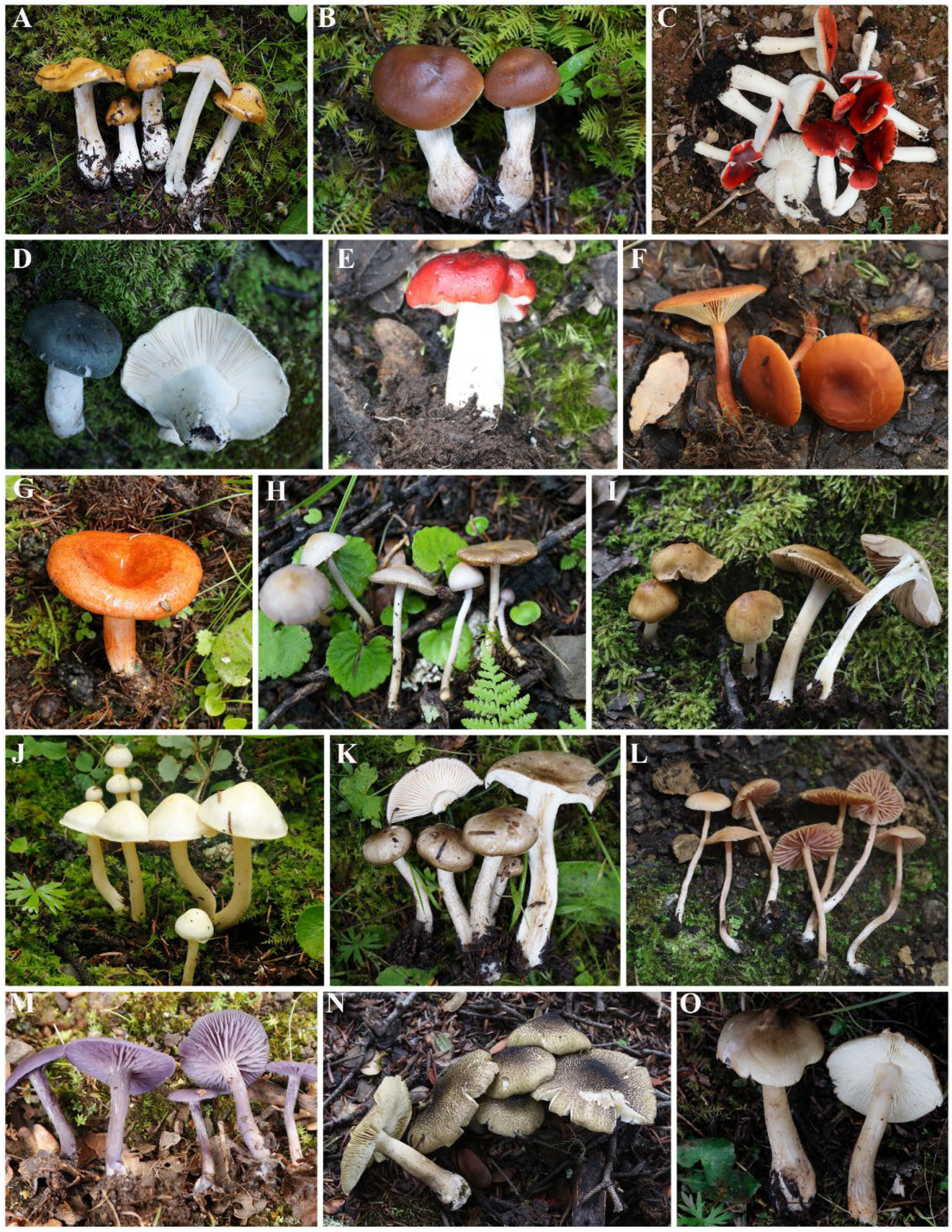 Jof 09 00491 g004 Jof 09 00491 g004