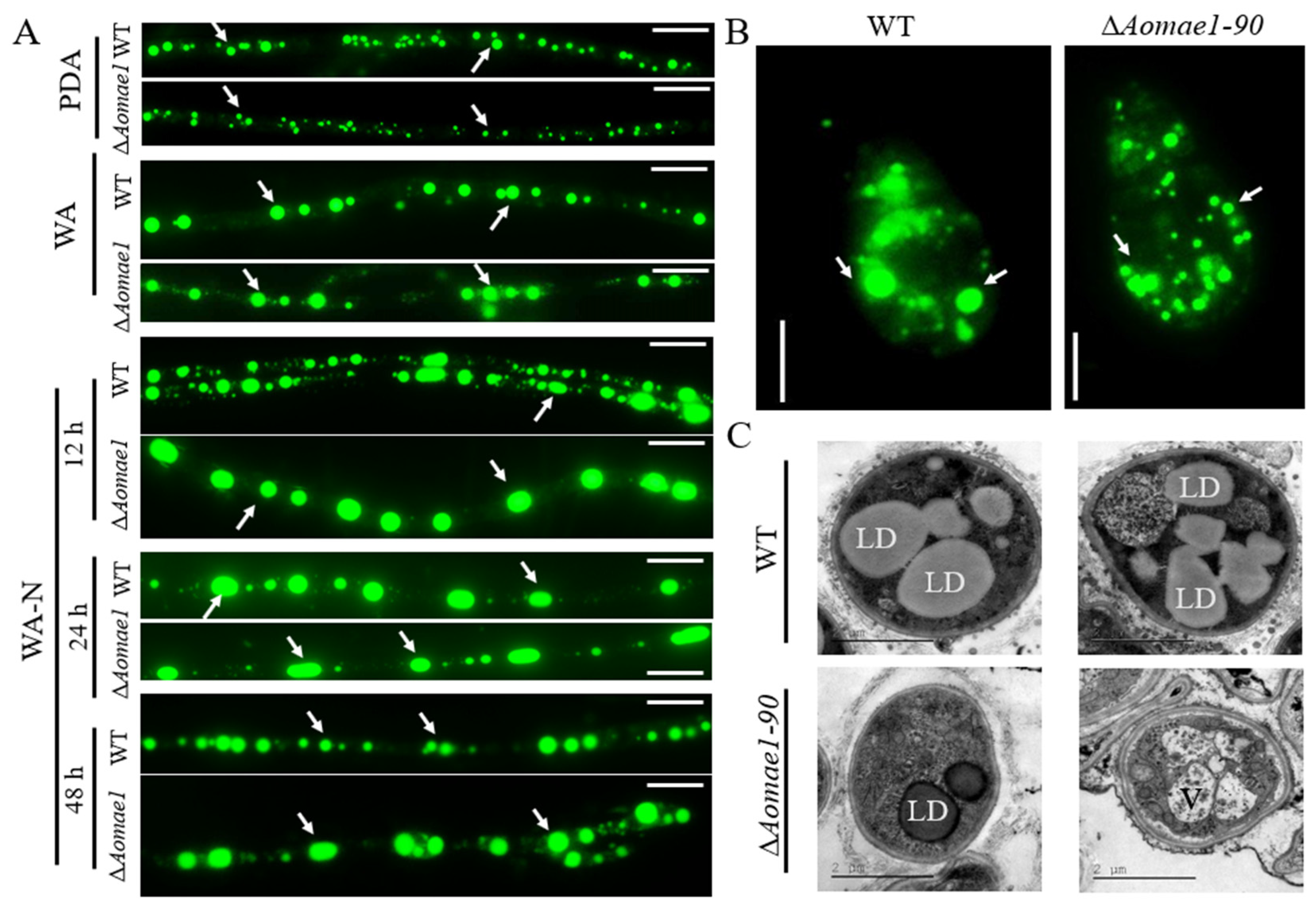 Jof 09 00496 g003 Jof 09 00496 g003