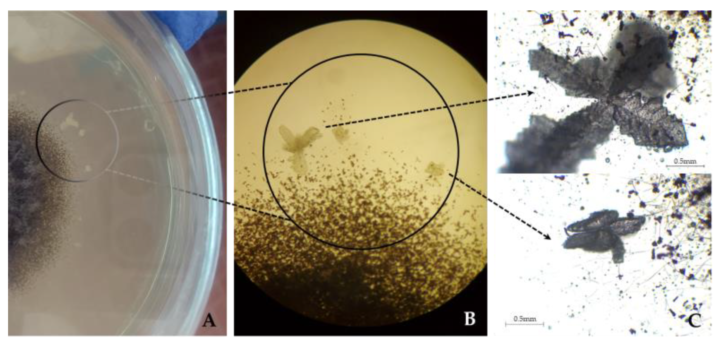 Jof 09 00501 g004 Jof 09 00501 g004
