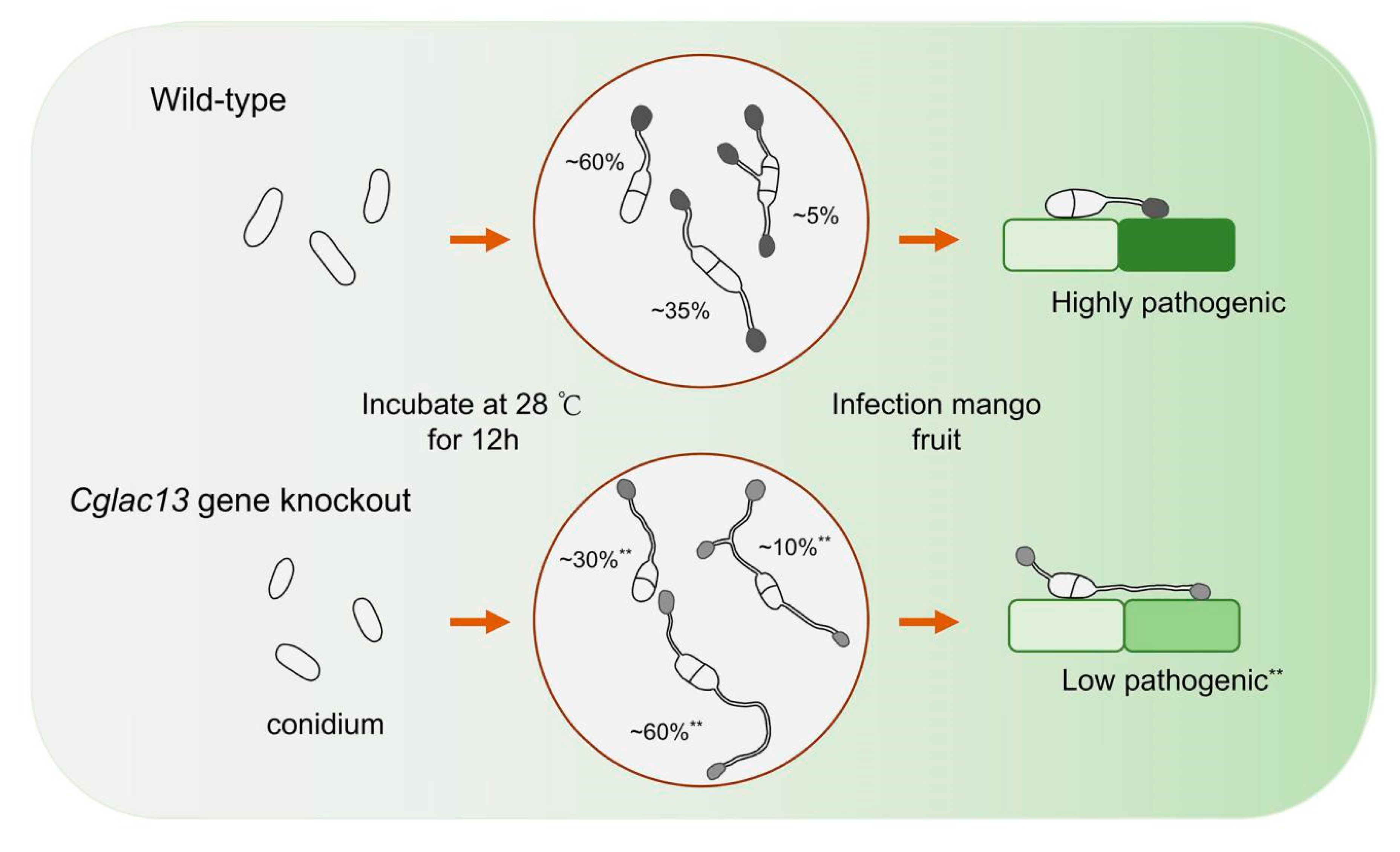 Jof 09 00503 g005 Jof 09 00503 g005