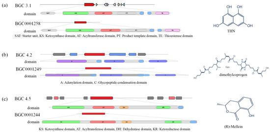 Genome Sequencing and Analysis Reveal Potential High-Valued