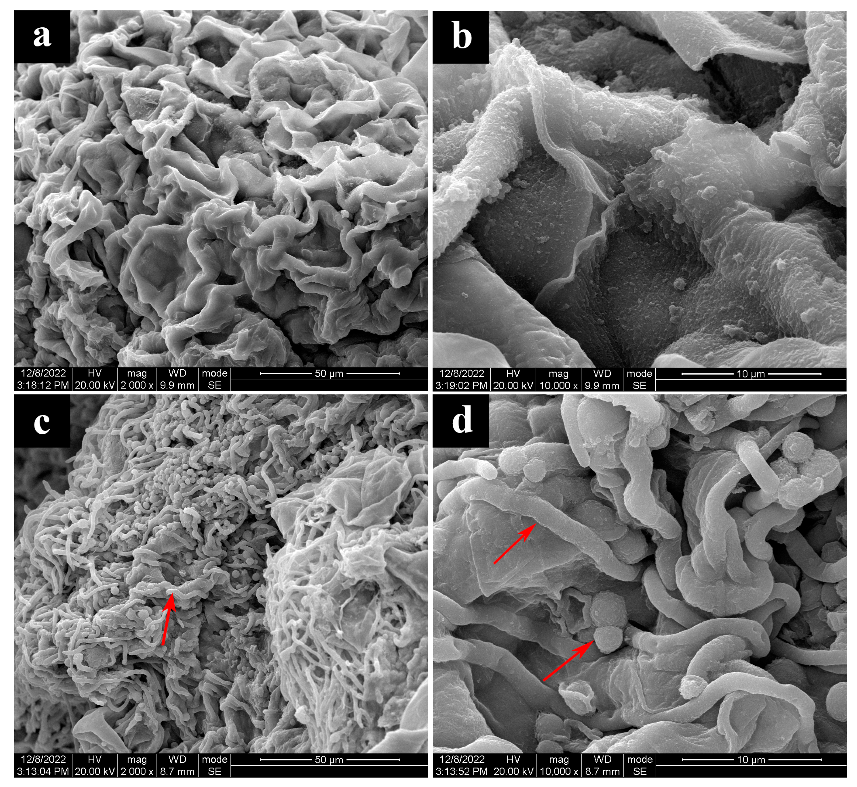 Jof 09 00525 g006 Jof 09 00525 g006