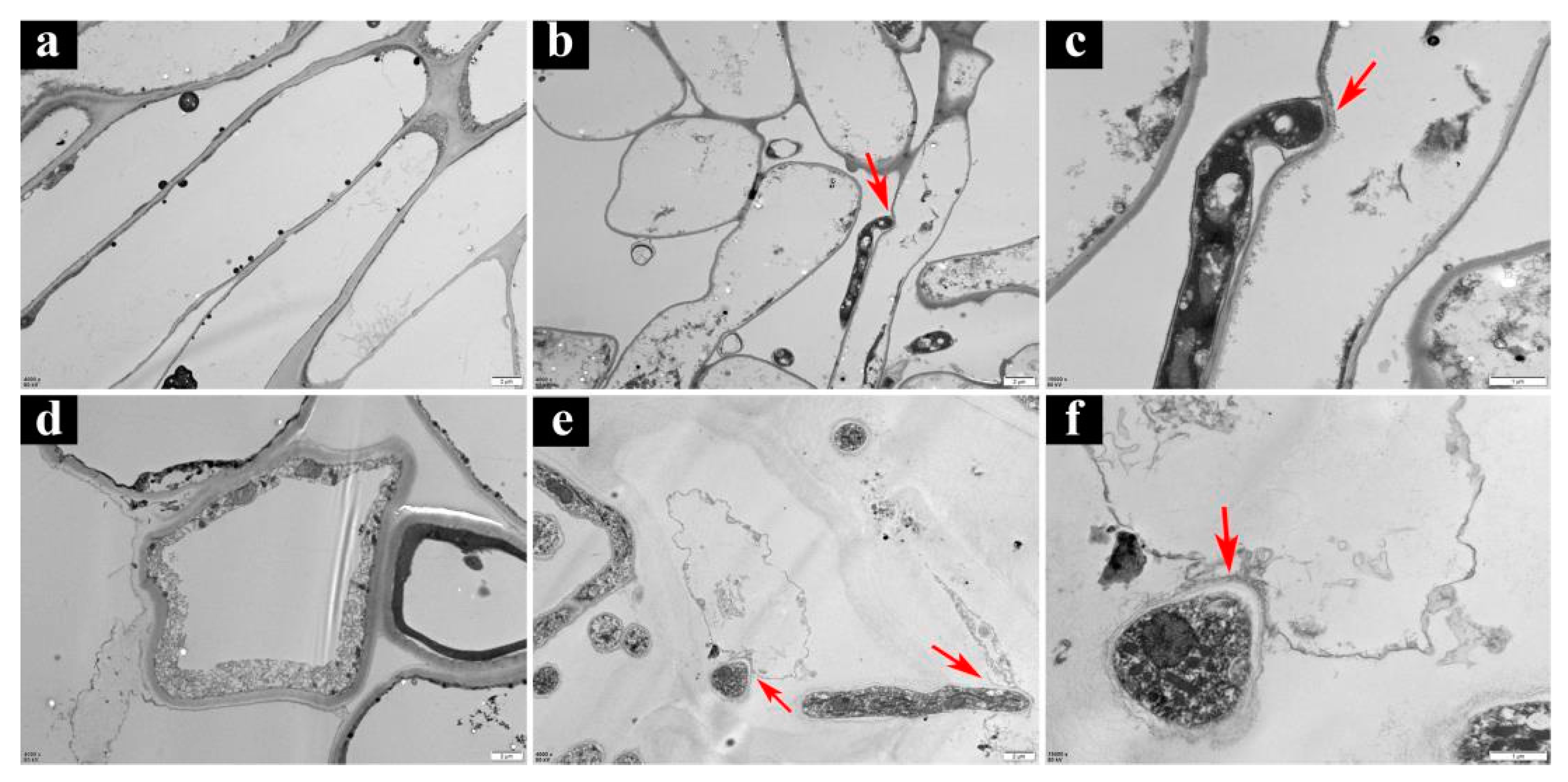 Jof 09 00525 g007 Jof 09 00525 g007