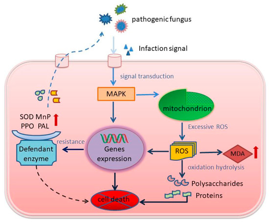 RGGまとめ Frontiers | Reciprocal Interactions between Cadmium-Induced Cell