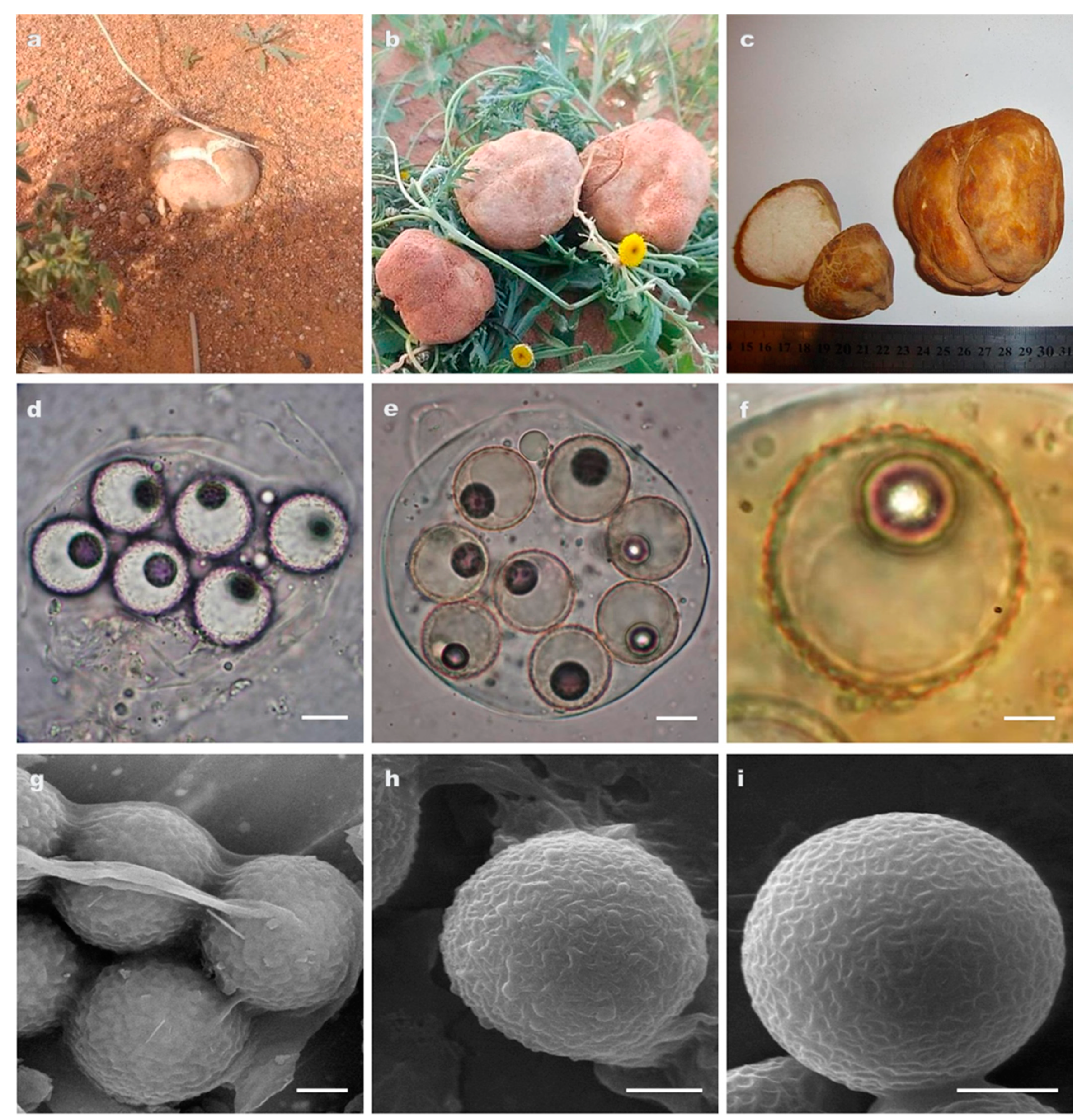 Jof 09 00532 g003 550