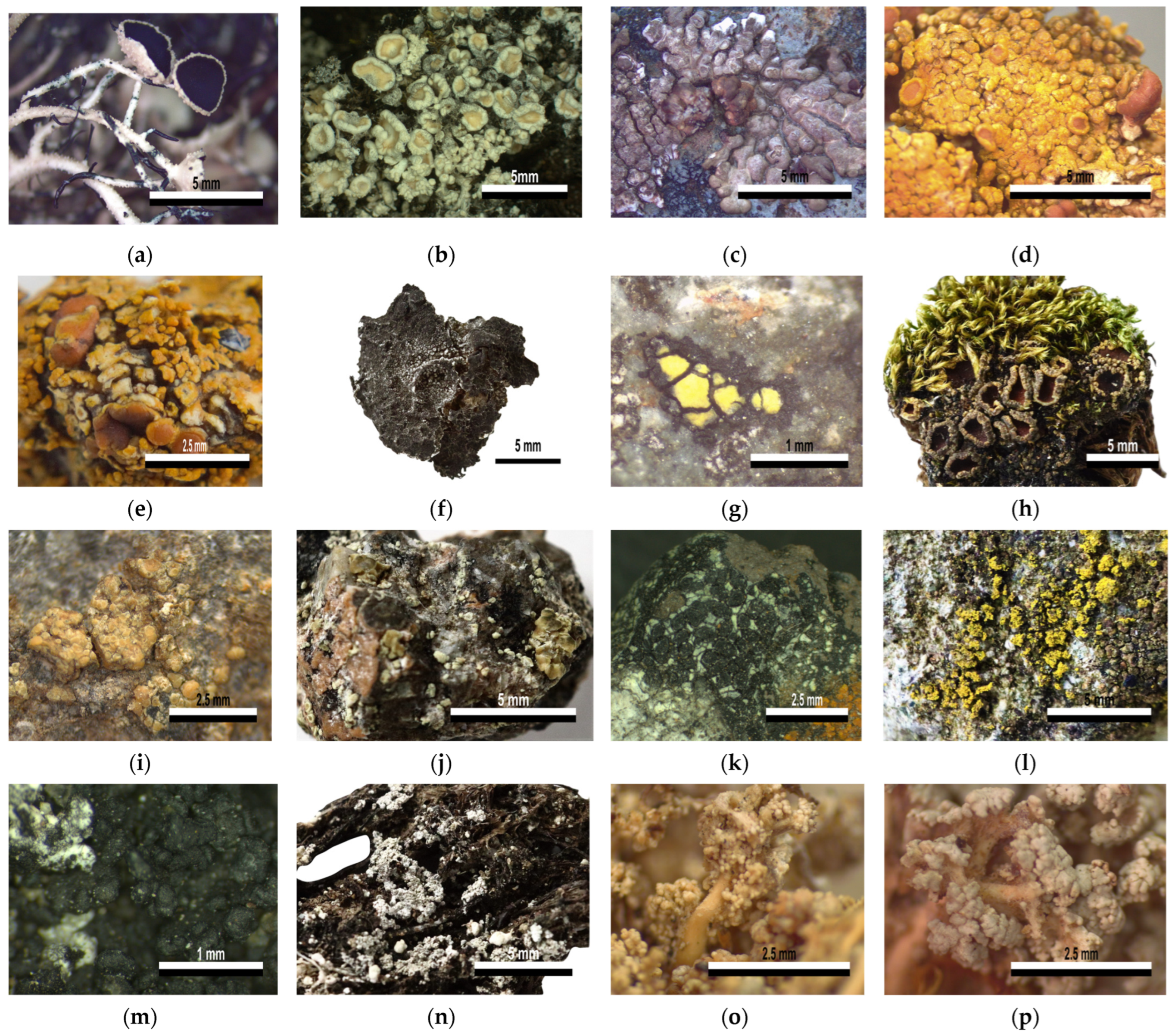 Jof 09 00552 g003 Jof 09 00552 g003