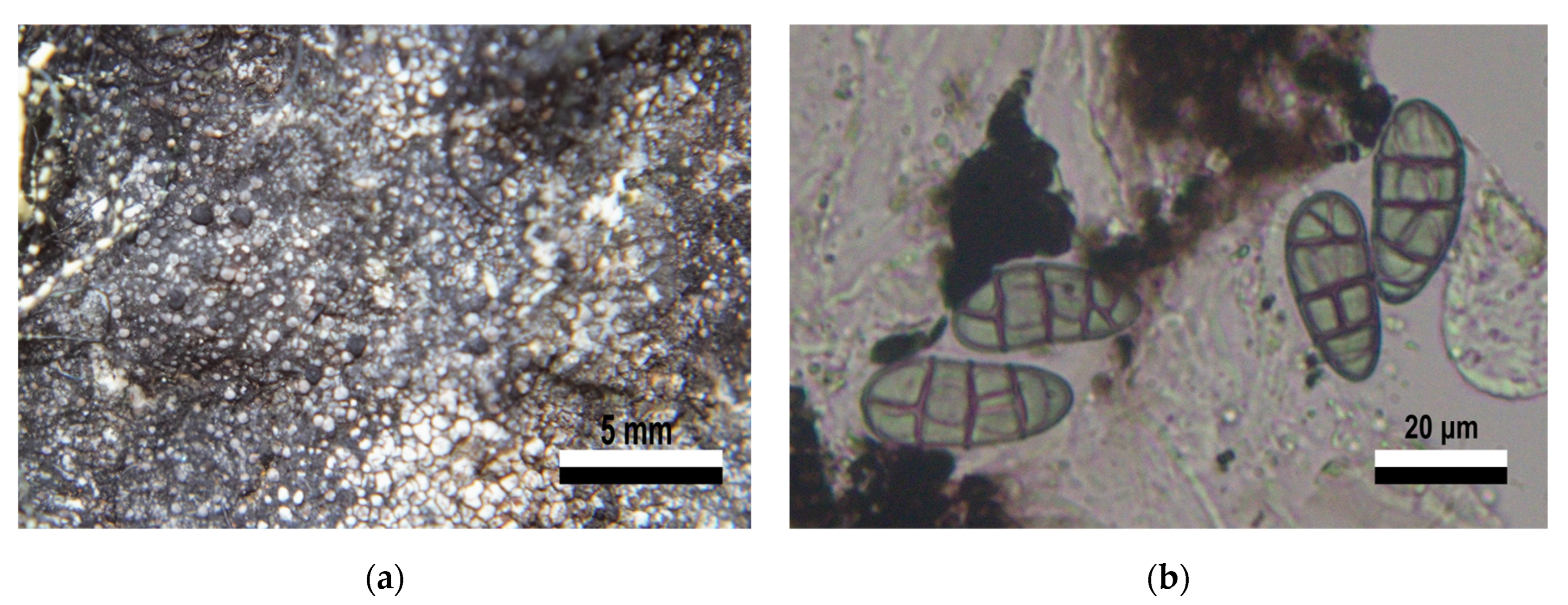 Jof 09 00552 g004 Jof 09 00552 g004