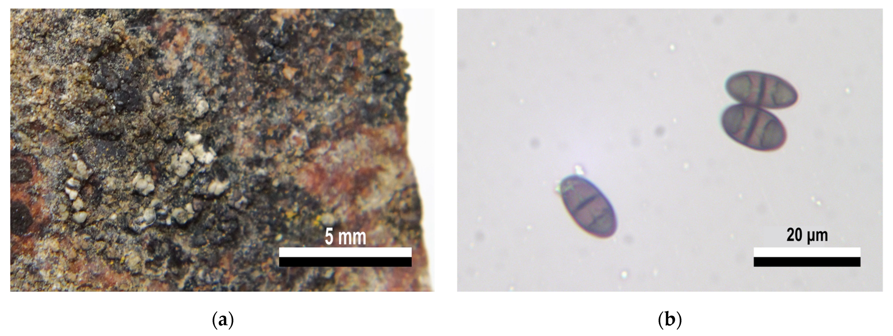 Jof 09 00552 g006 Jof 09 00552 g006