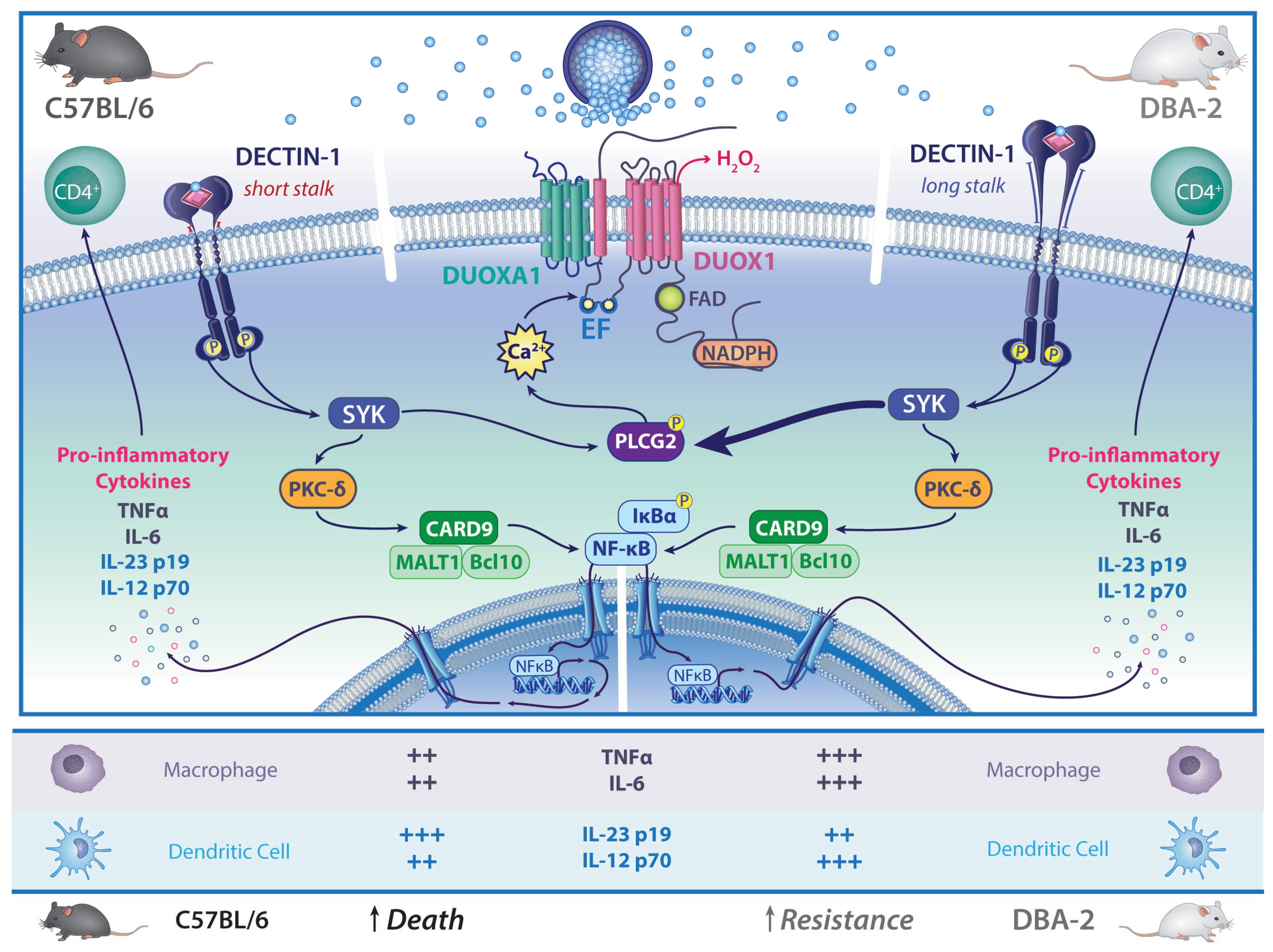 Jof 09 00554 g002 Jof 09 00554 g002