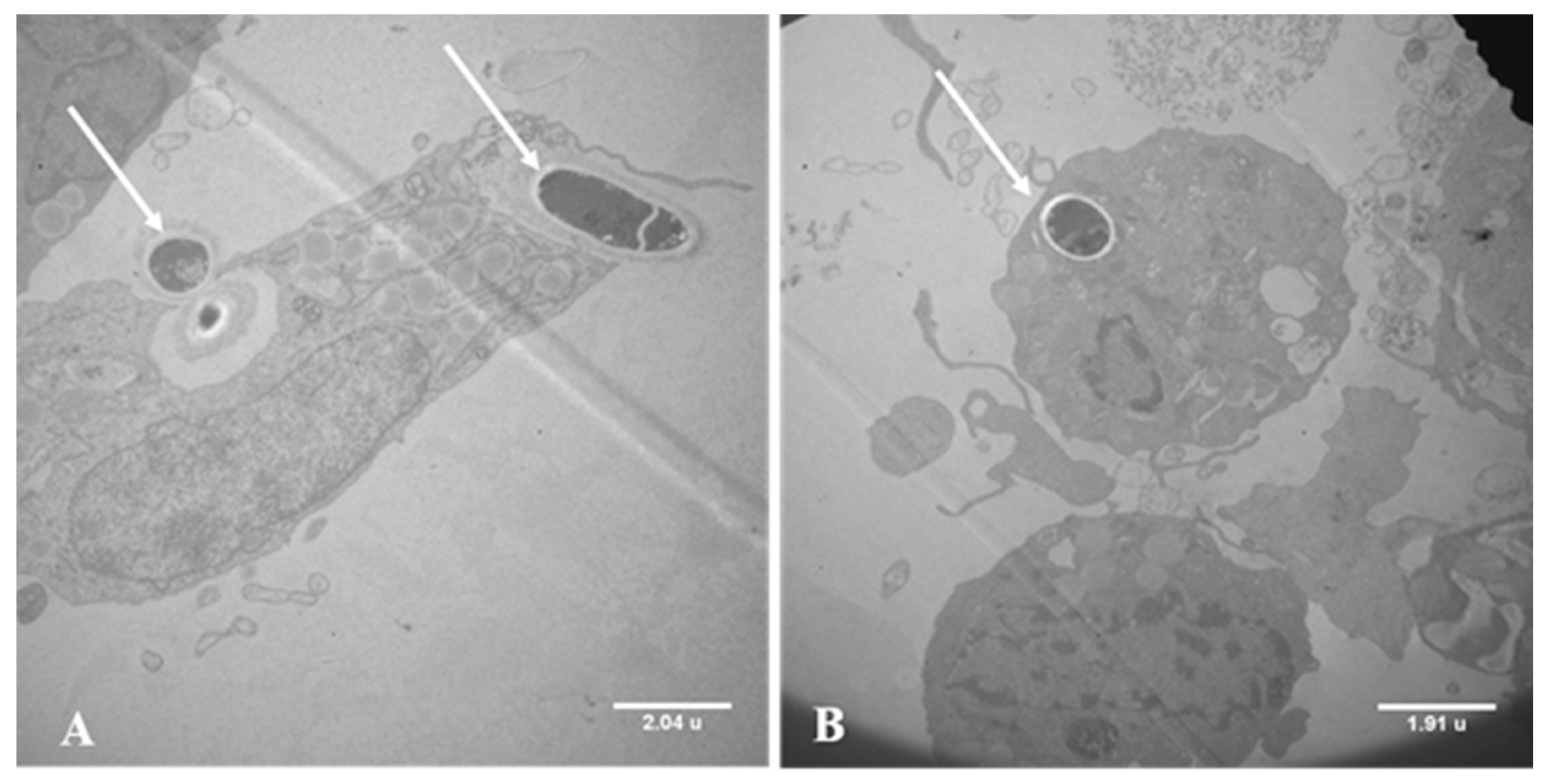 Jof 09 00563 g002 Jof 09 00563 g002