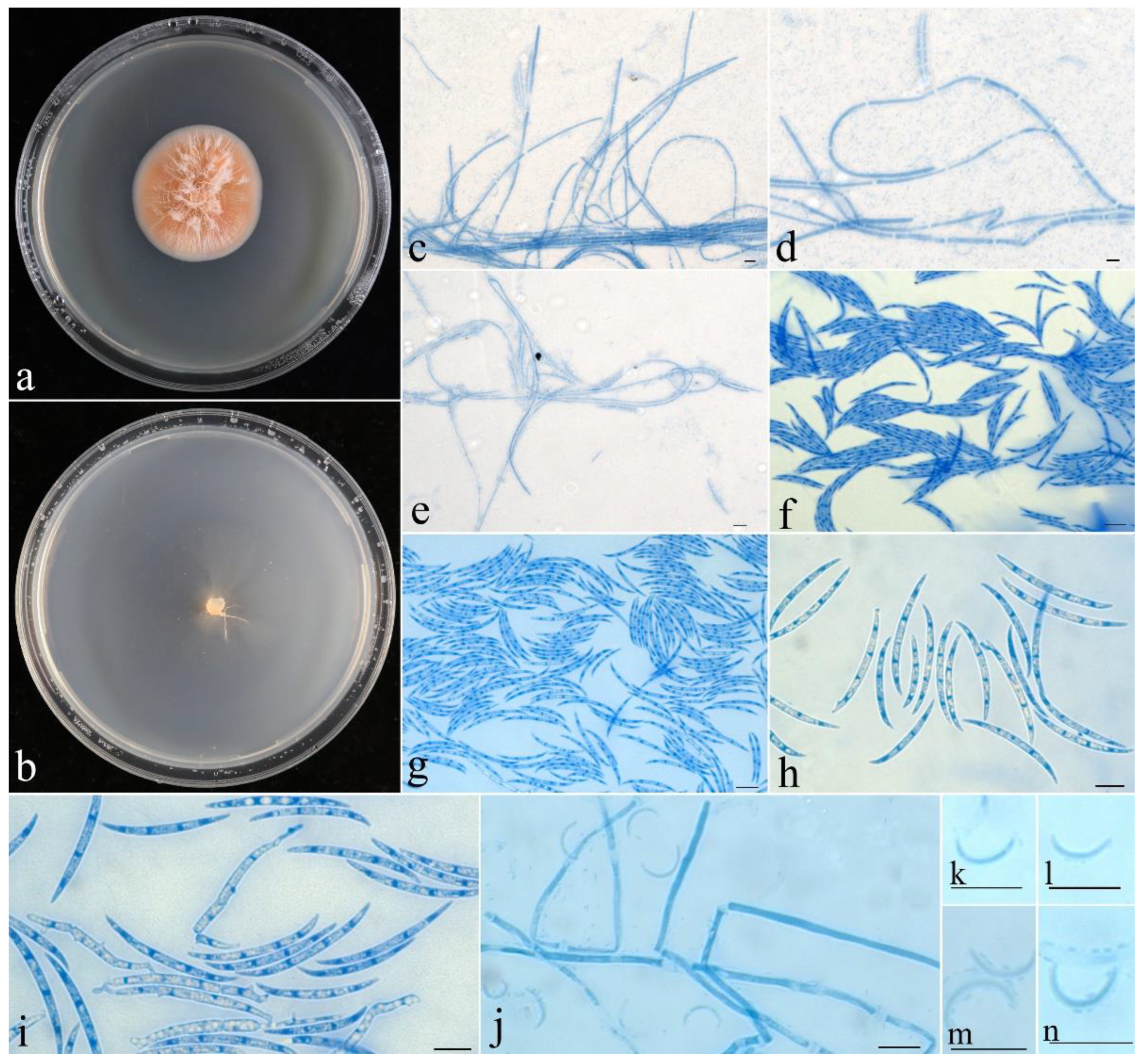 Jof 09 00572 g002 Jof 09 00572 g002