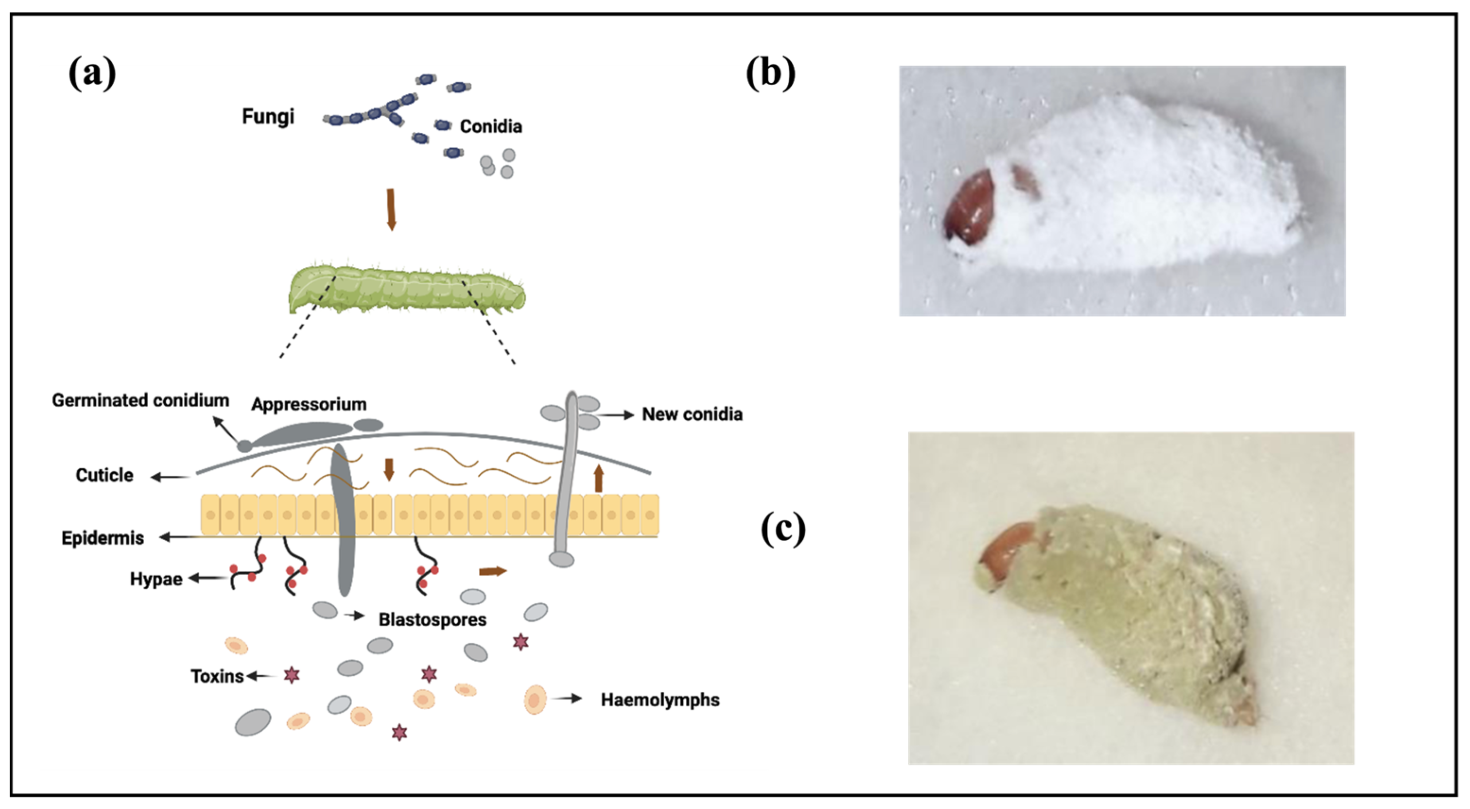 JoF Free FullText Interactions between Entomopathogenic Fungi and