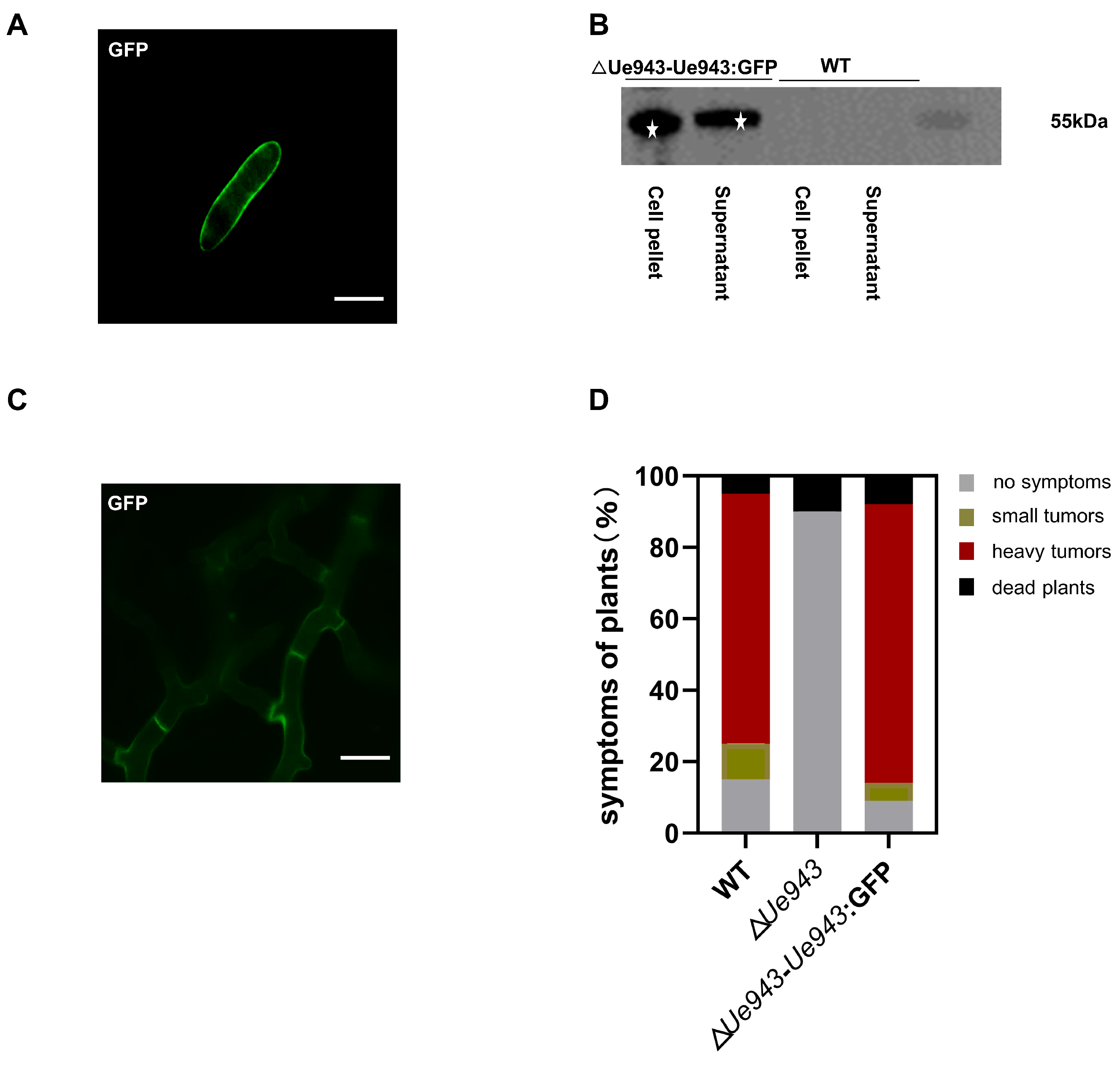 Jof 09 00593 g002 Jof 09 00593 g002