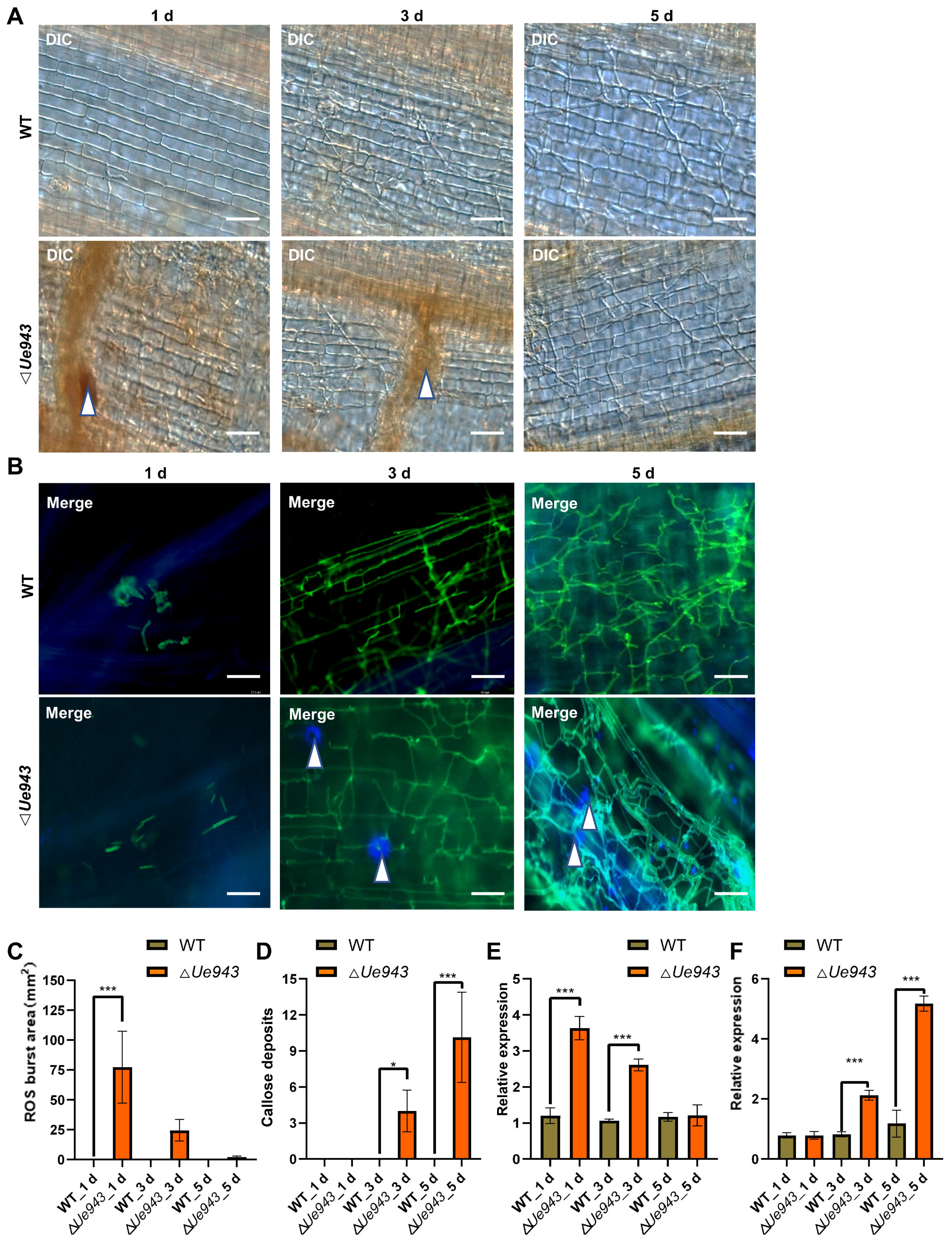 Jof 09 00593 g003 Jof 09 00593 g003