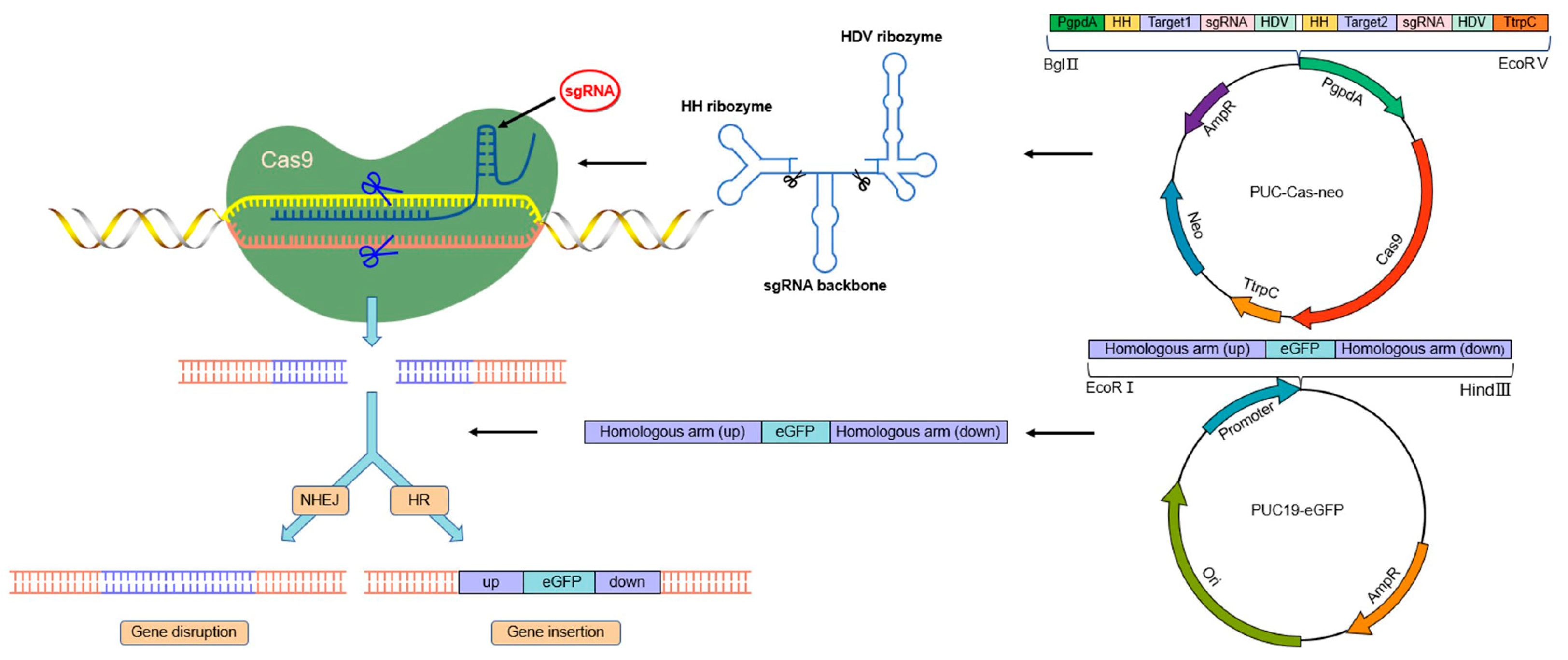 JoF Free FullText Establishment of a CRISPR/Cas9Mediated