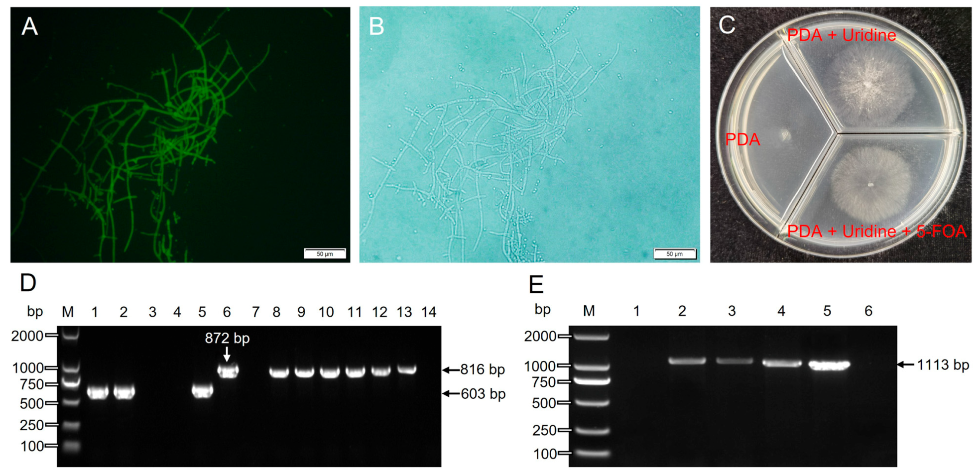 Jof 09 00595 g005 Jof 09 00595 g005