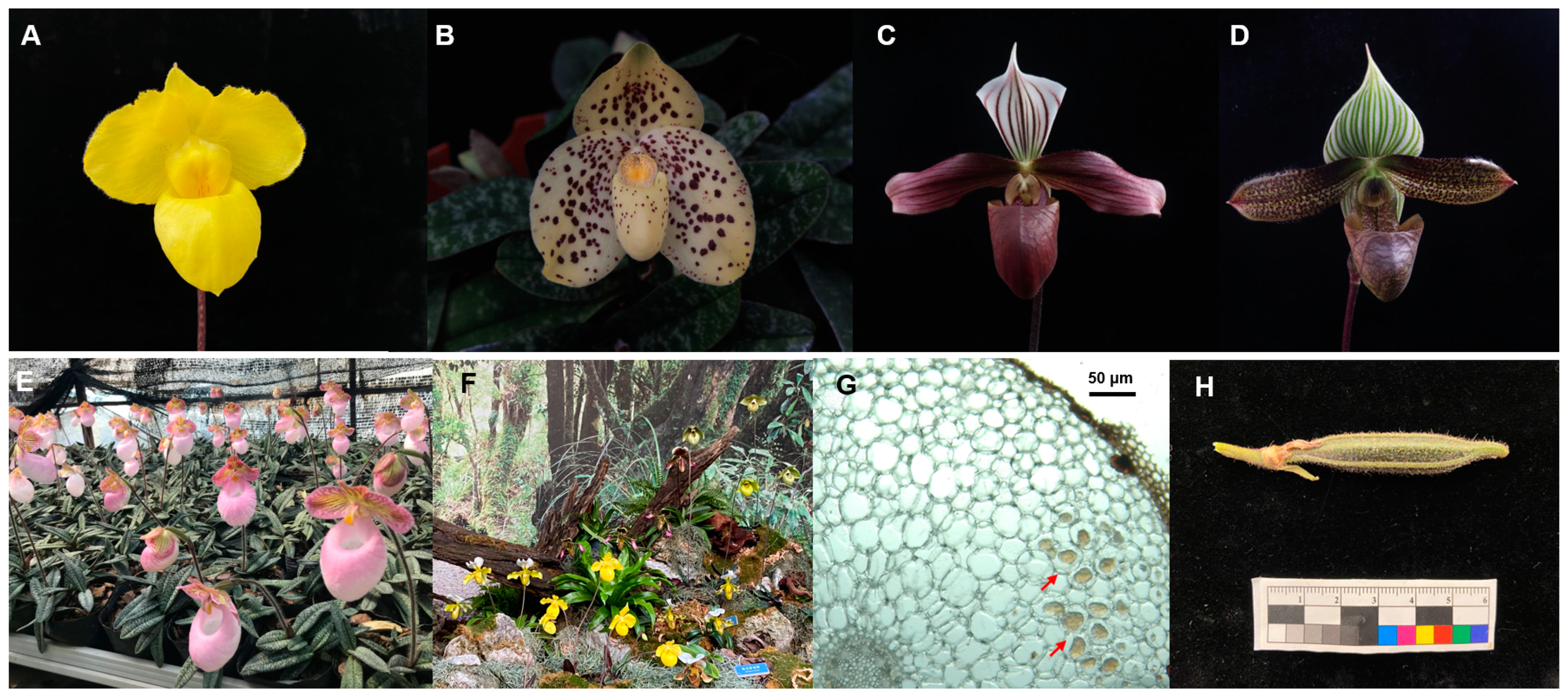 Jof 09 00597 g001 Jof 09 00597 g001