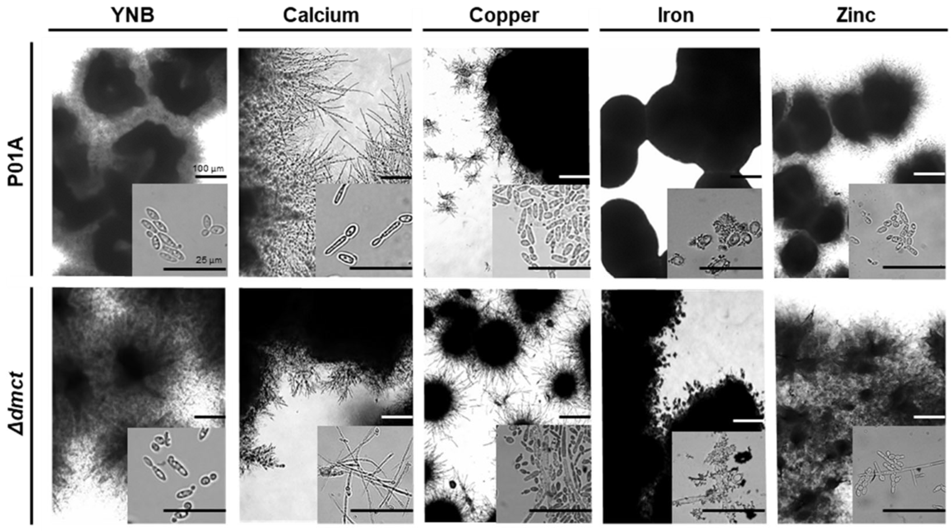 Jof 09 00600 g006 Jof 09 00600 g006