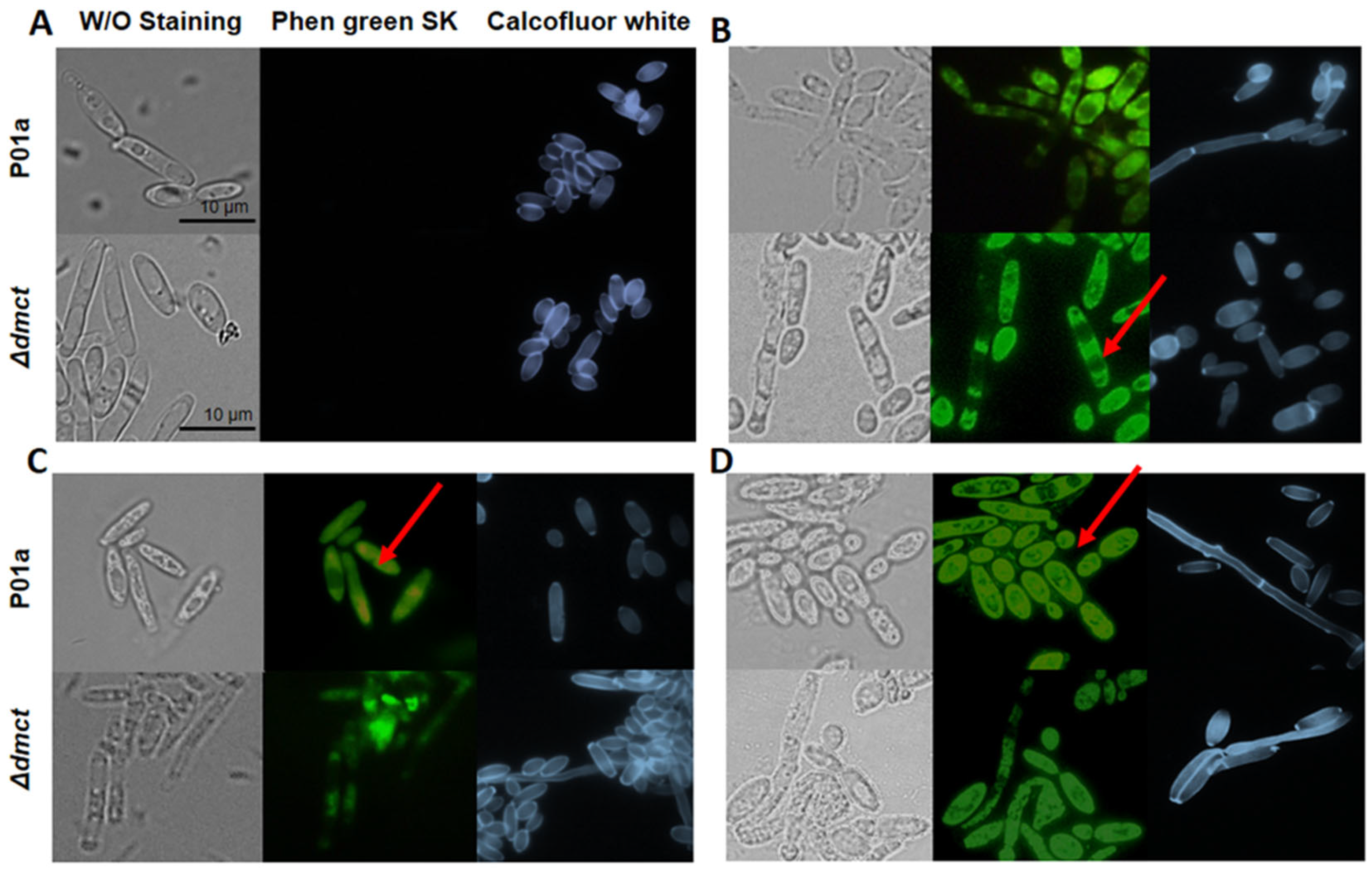 Jof 09 00600 g007 Jof 09 00600 g007