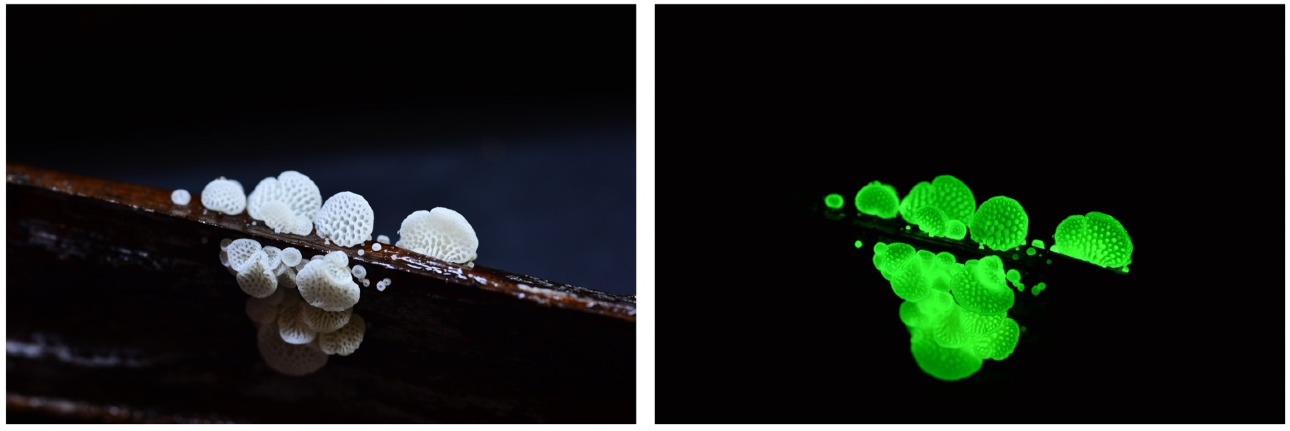 Jof 09 00615 g003 Jof 09 00615 g003