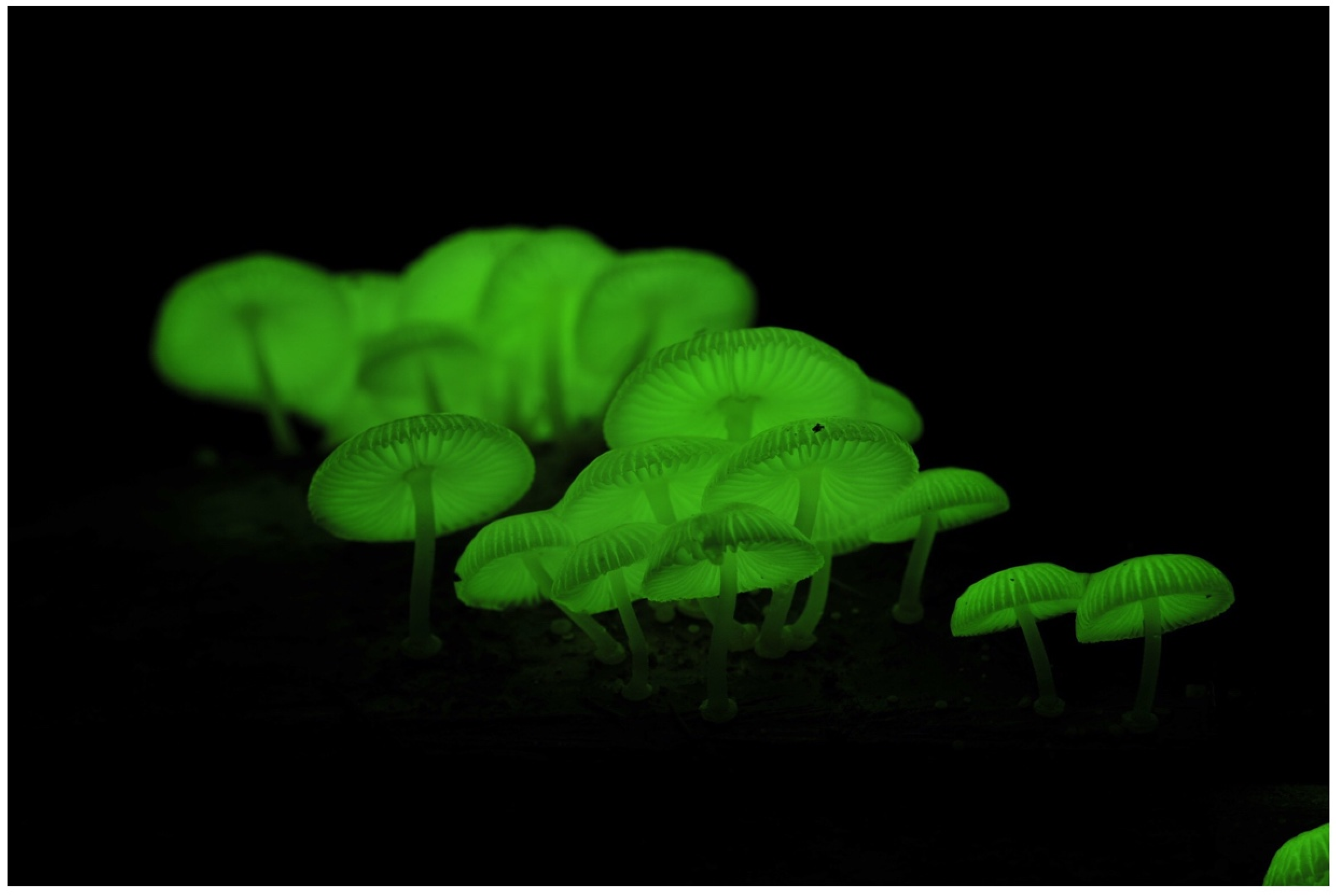 Jof 09 00615 g004 Jof 09 00615 g004