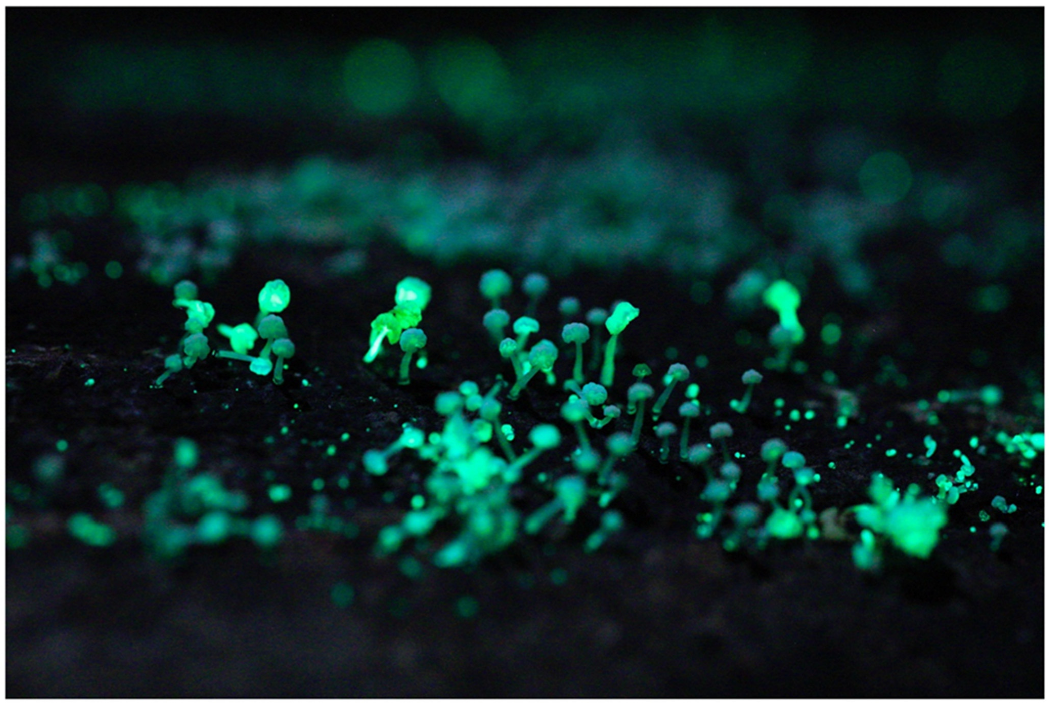 Jof 09 00615 g005 Jof 09 00615 g005