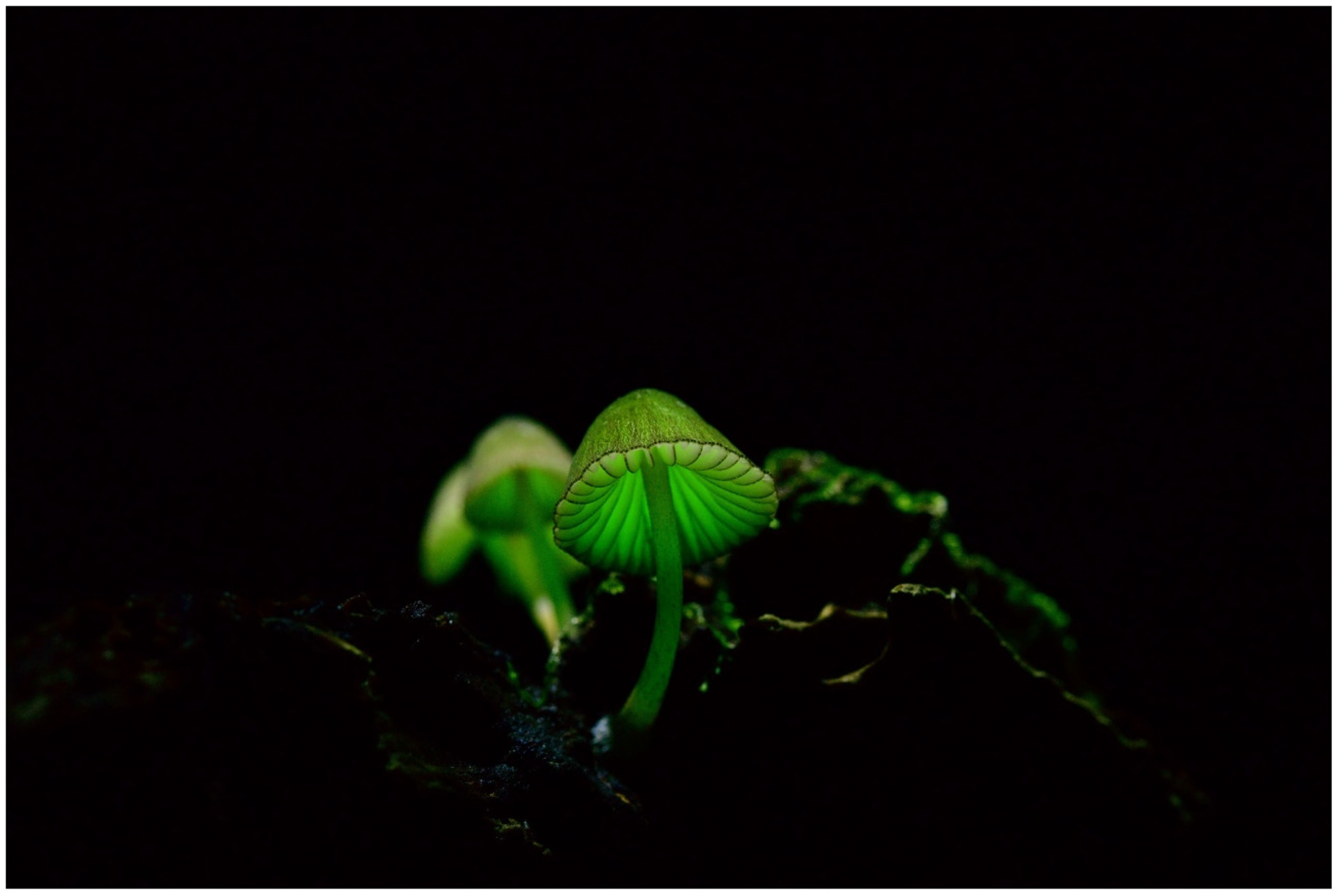 Jof 09 00615 g006 Jof 09 00615 g006