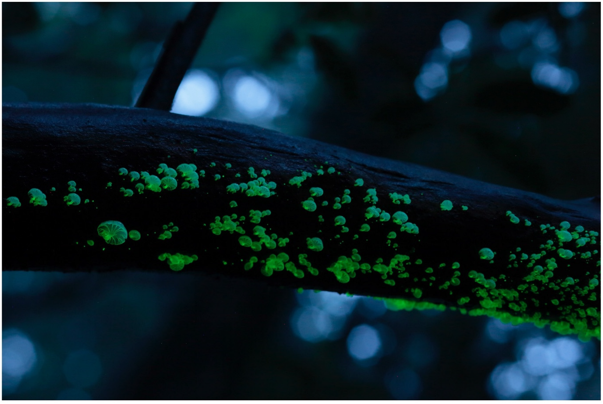 Jof 09 00615 g008 Jof 09 00615 g008