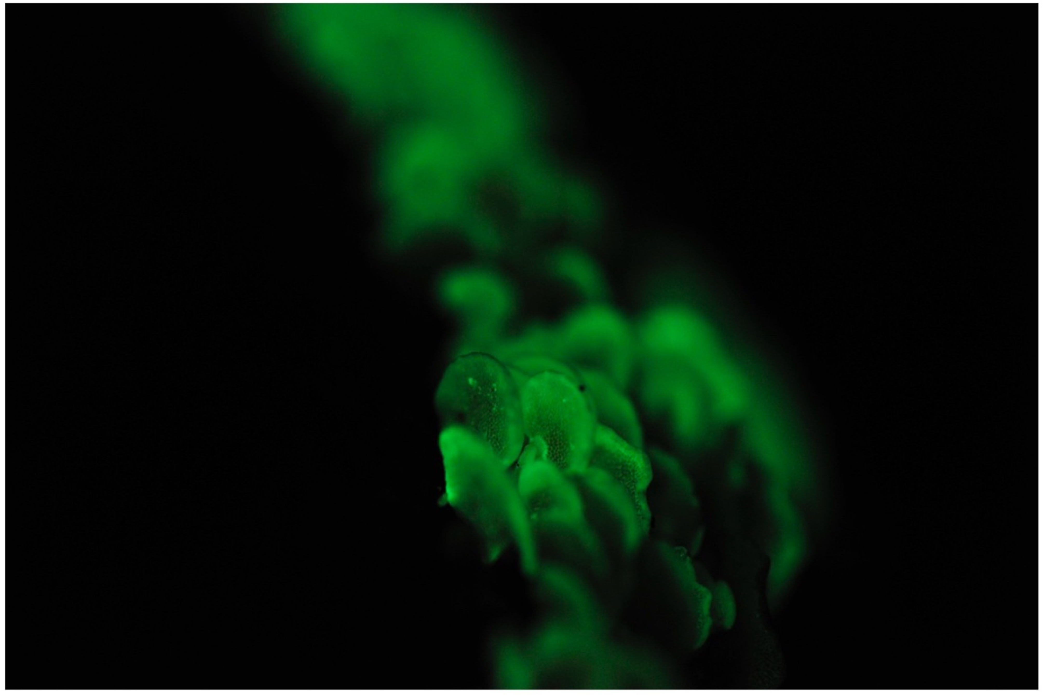 Jof 09 00615 g009 Jof 09 00615 g009