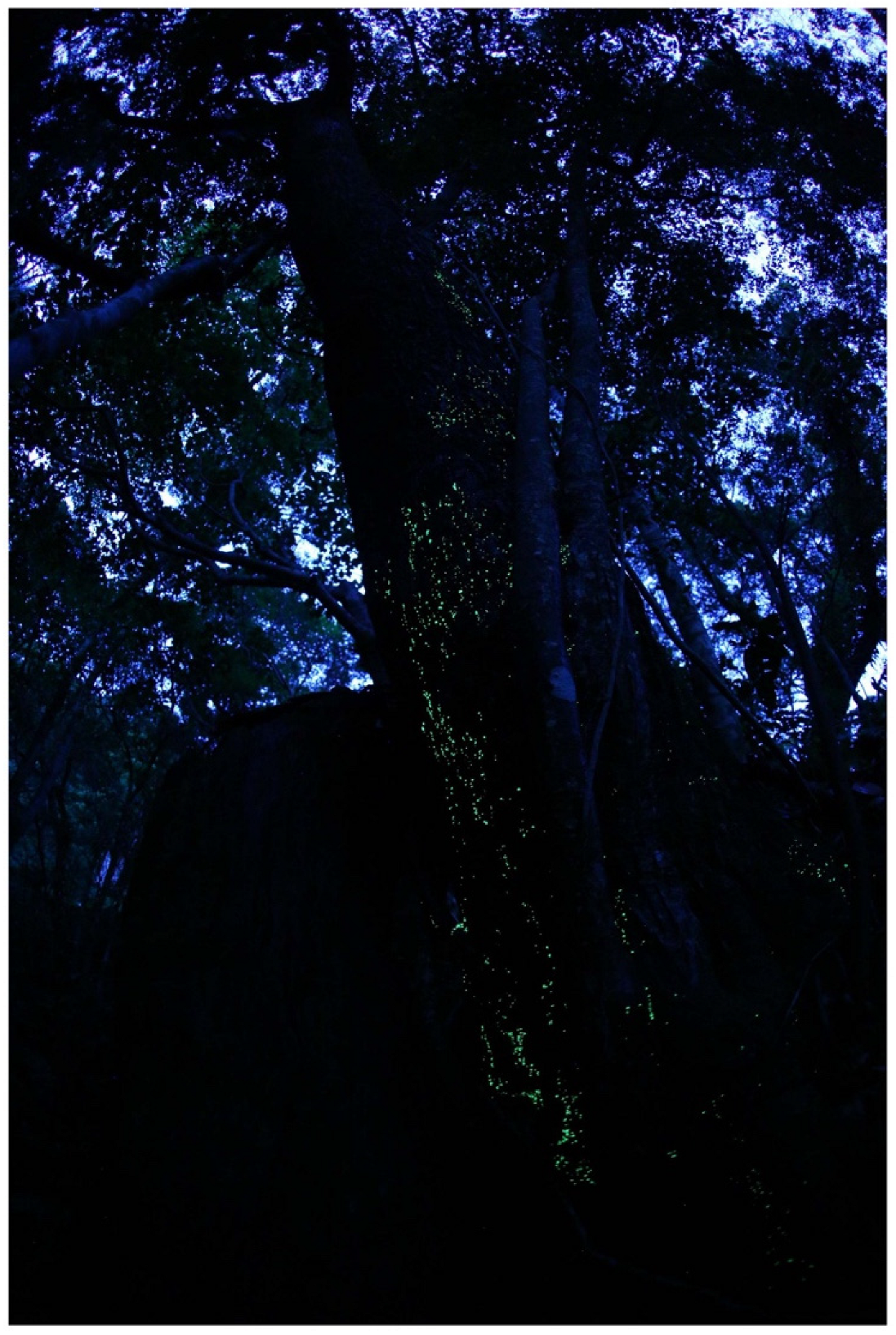 Jof 09 00615 g010 Jof 09 00615 g010