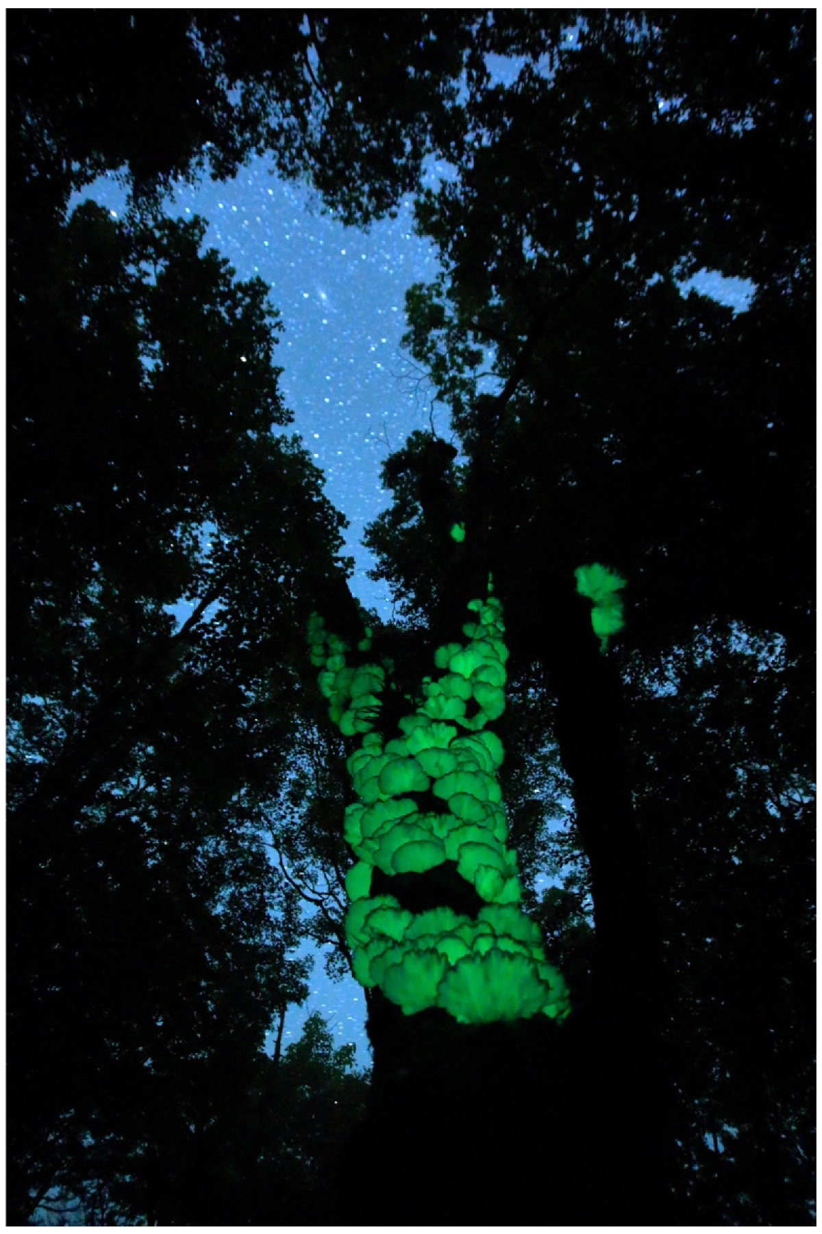 Jof 09 00615 g011 Jof 09 00615 g011