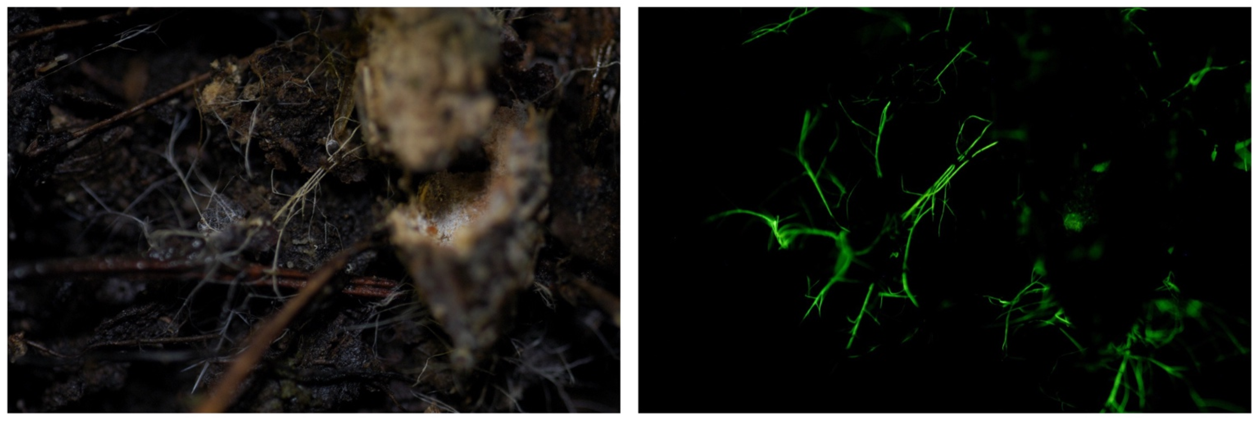 Jof 09 00615 g012 Jof 09 00615 g012