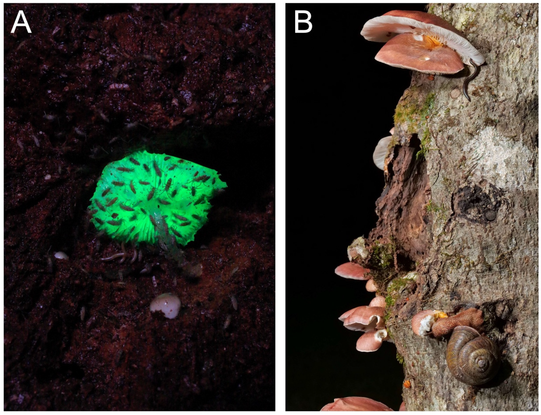 Jof 09 00615 g016 Jof 09 00615 g016