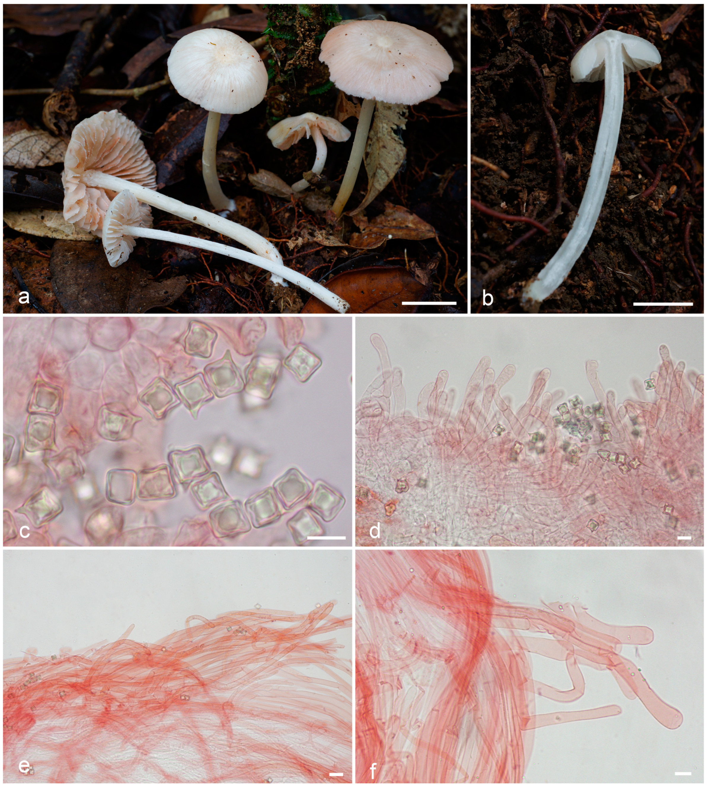 Jof 09 00621 g004 Jof 09 00621 g004