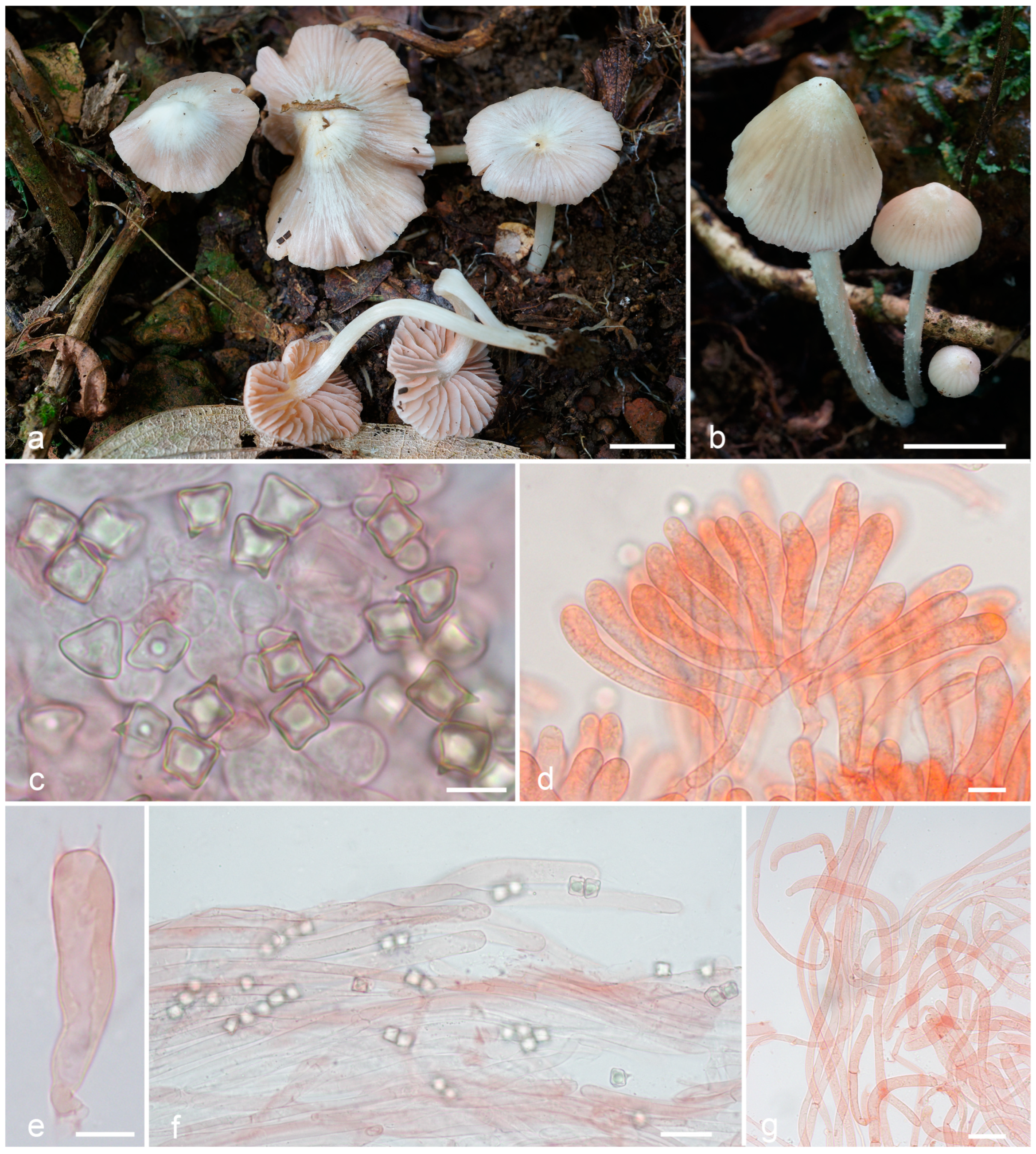 Jof 09 00621 g005 Jof 09 00621 g005