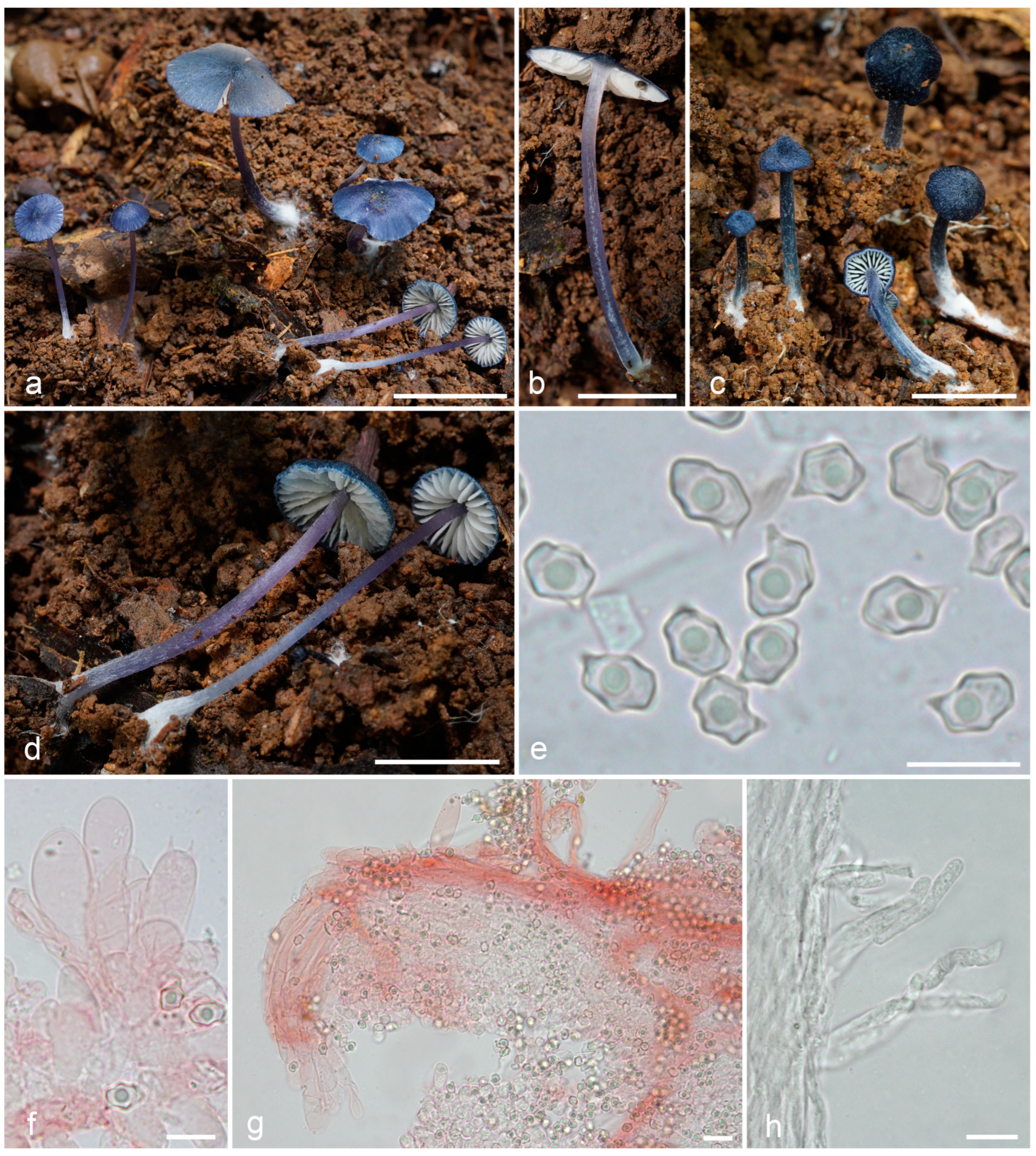 Jof 09 00621 g006 Jof 09 00621 g006